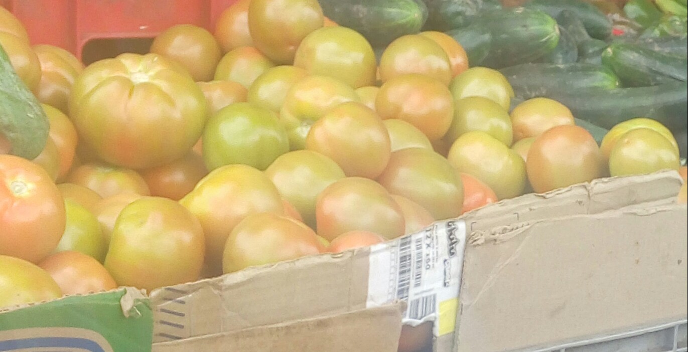 Tomate chonto