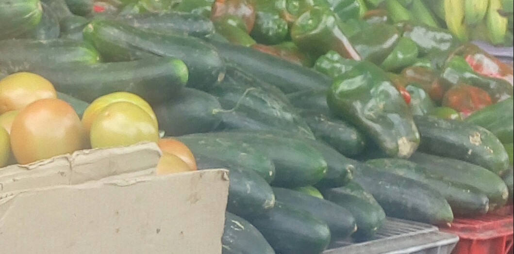 Pepino cohombro