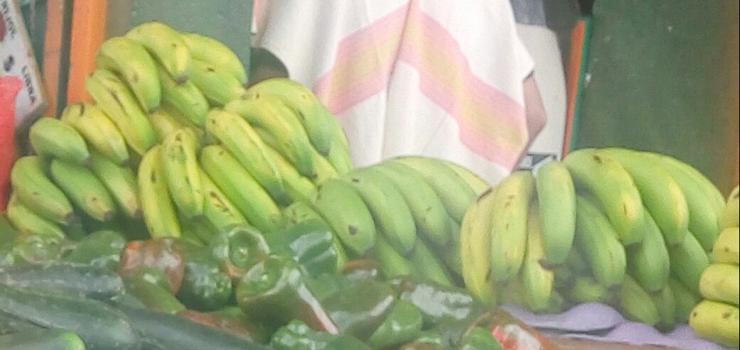 Banano criollo