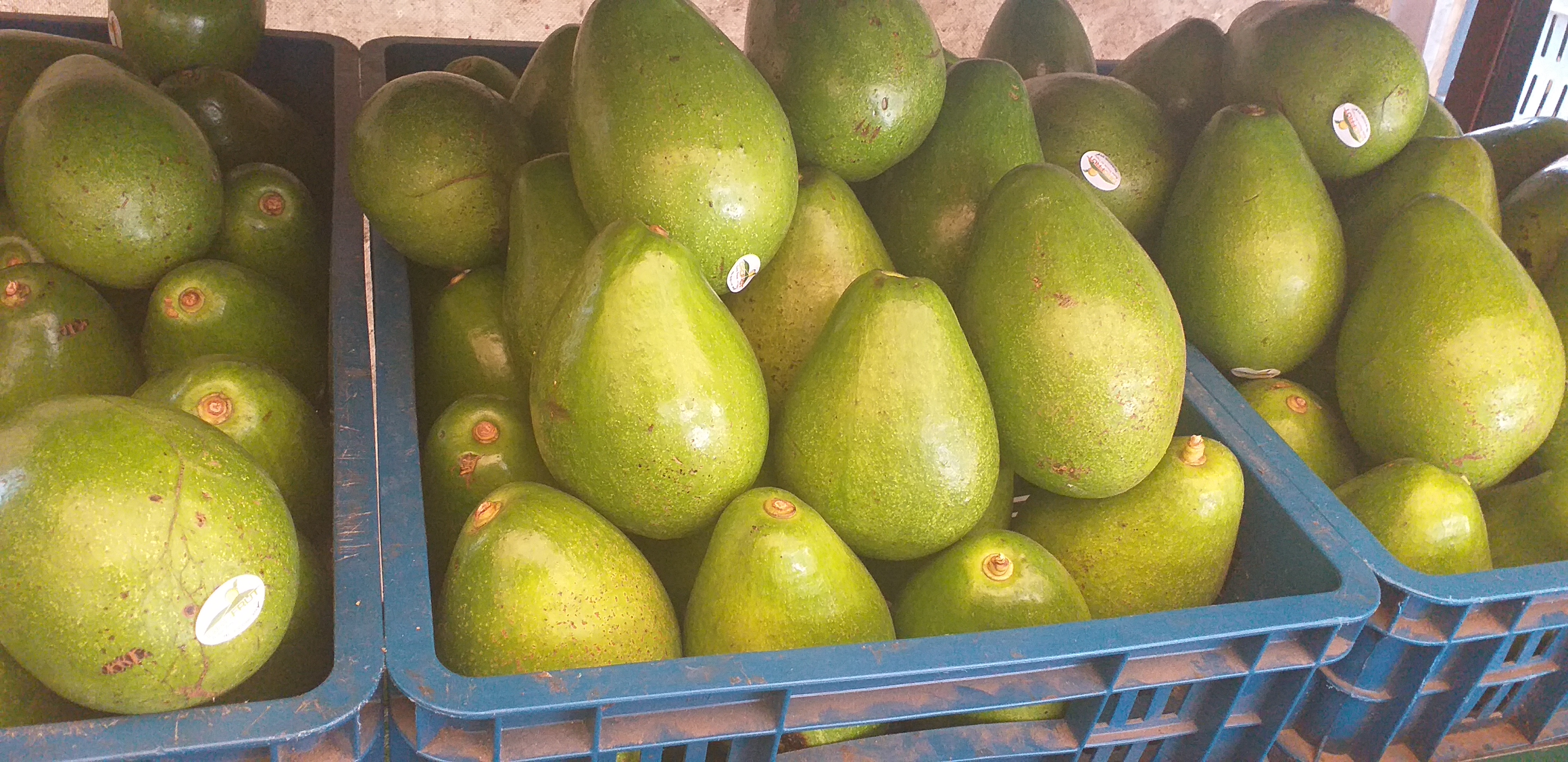 Aguacate papelillo