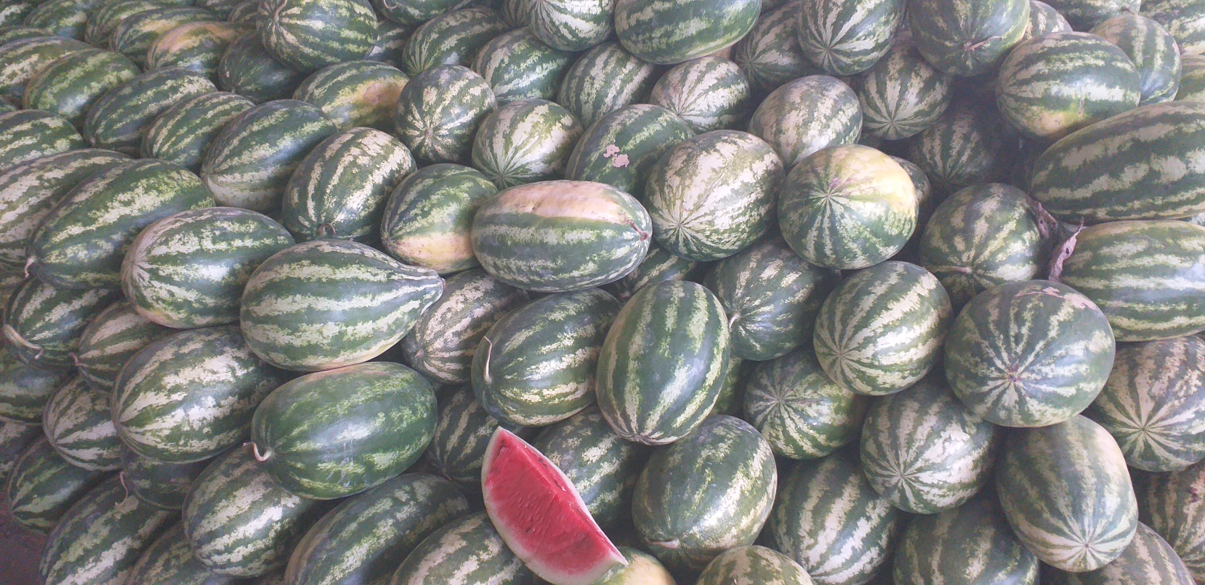 Sandia delgada