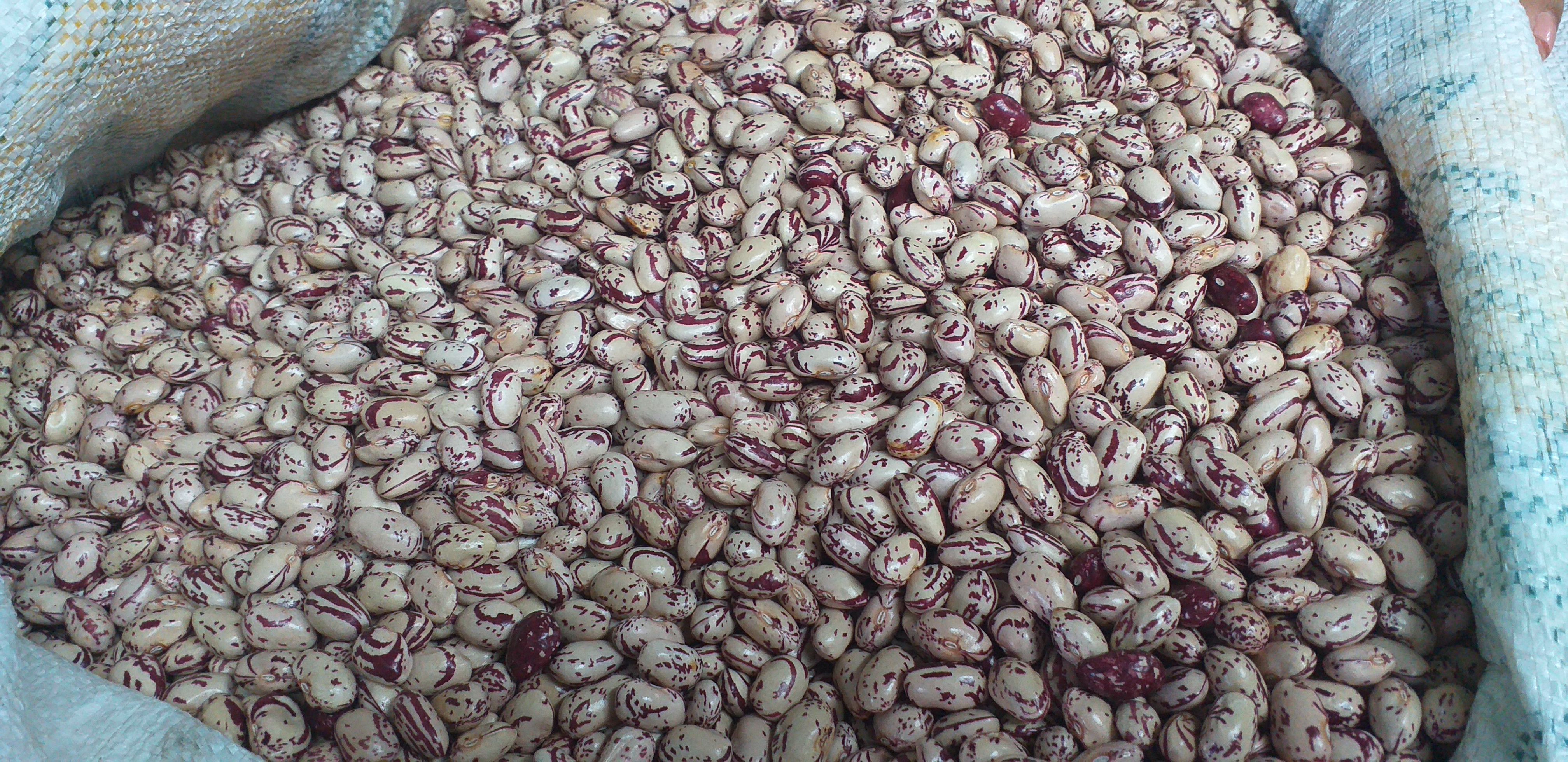 Frijol cargamanto blanco de urrao