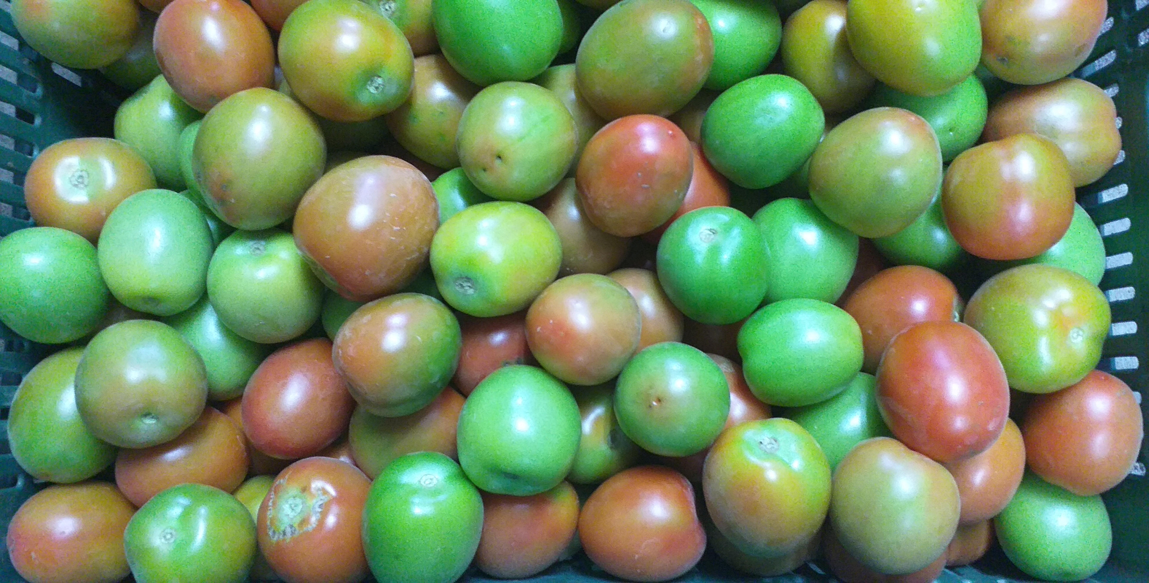 Tomate chonto torrano
