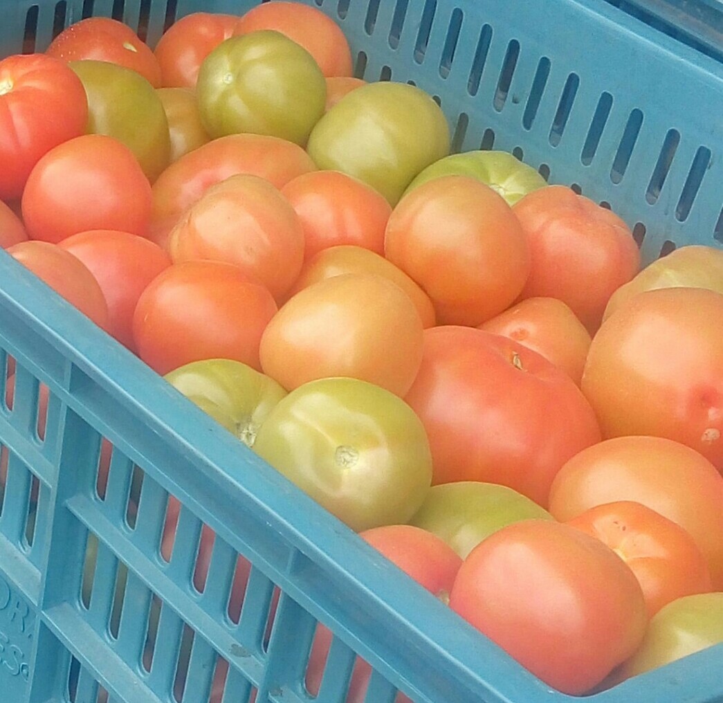 Tomate chonto