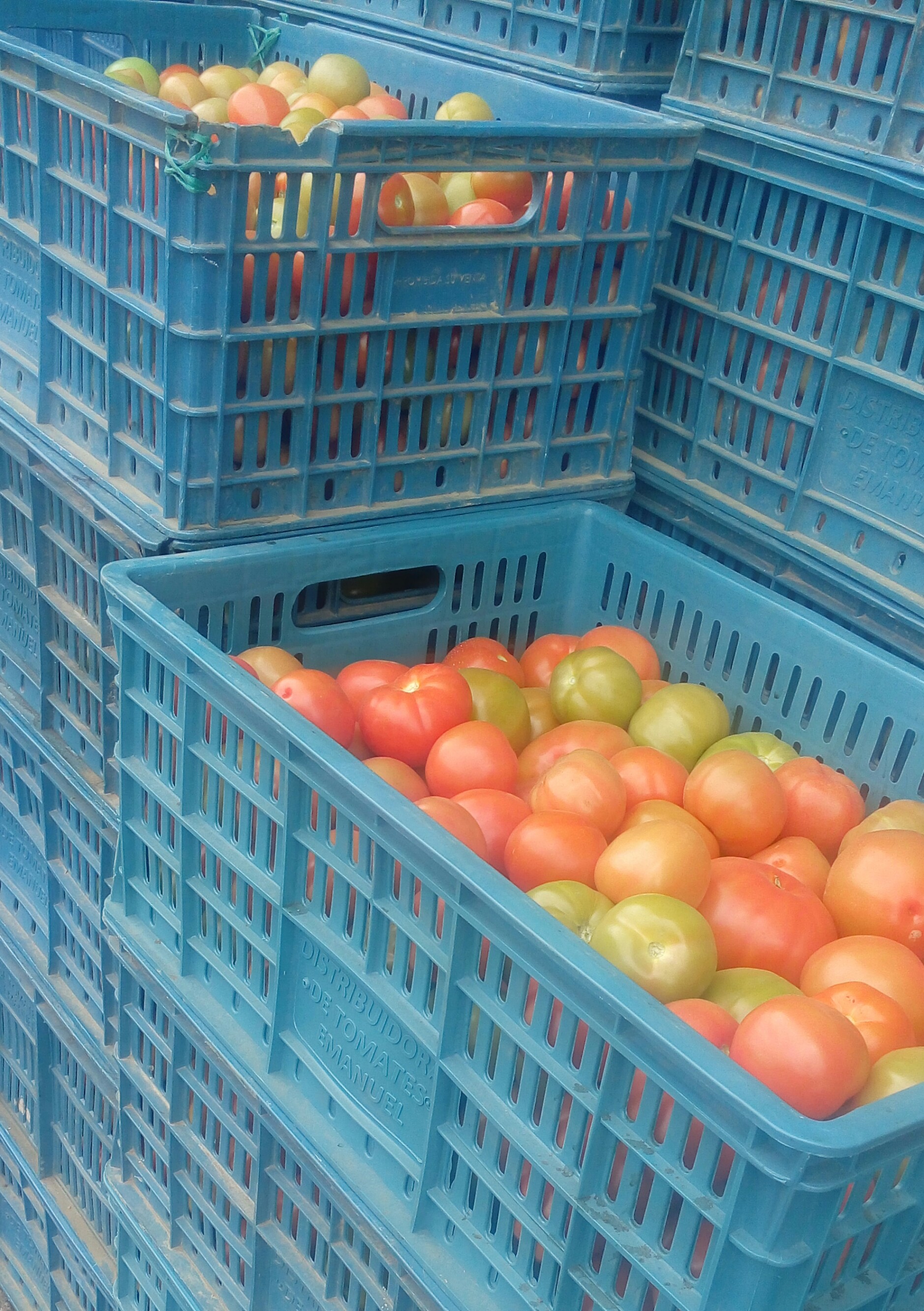 Tomate chonto de primera