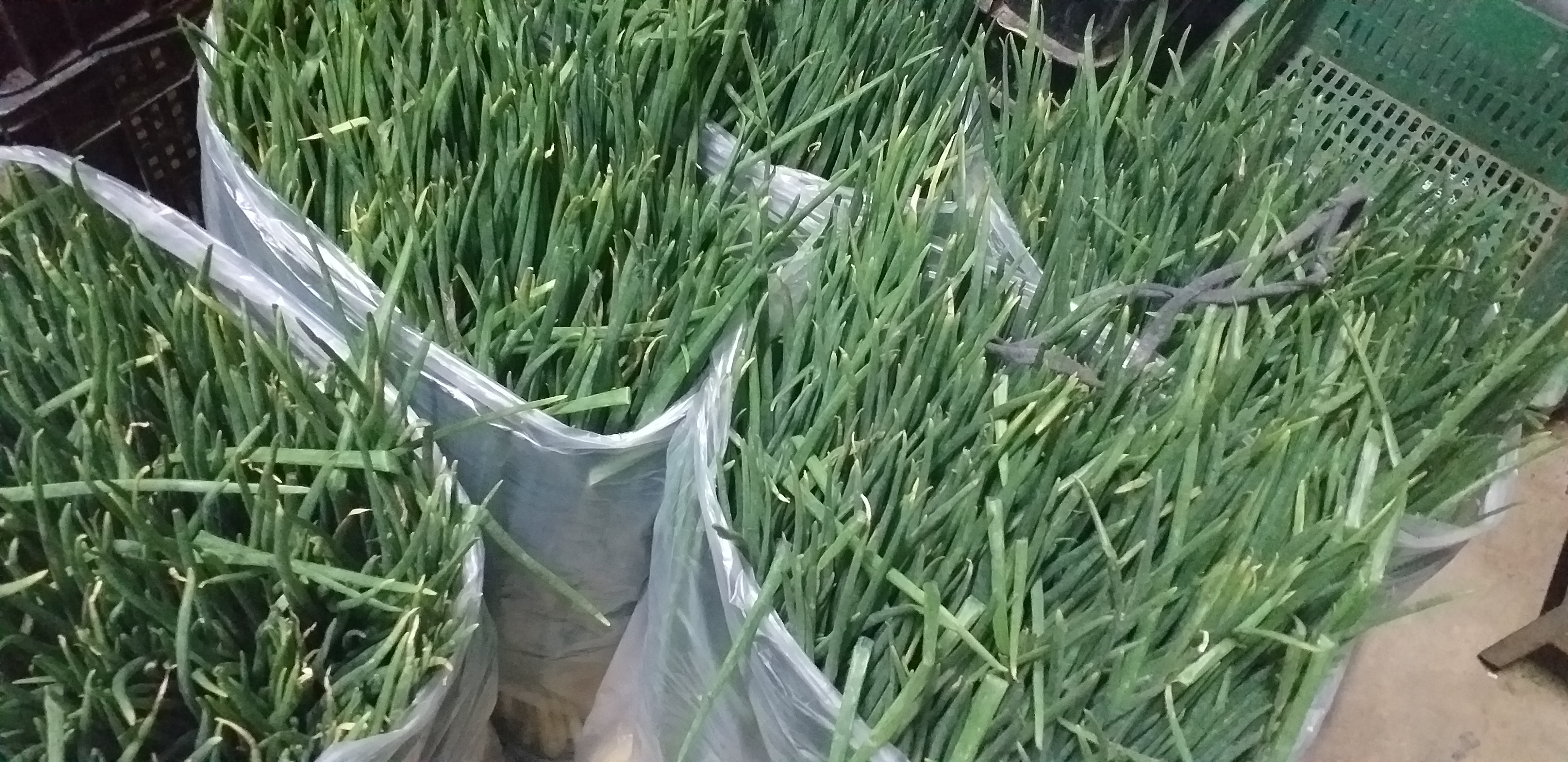 Cebolla de rama/14kg