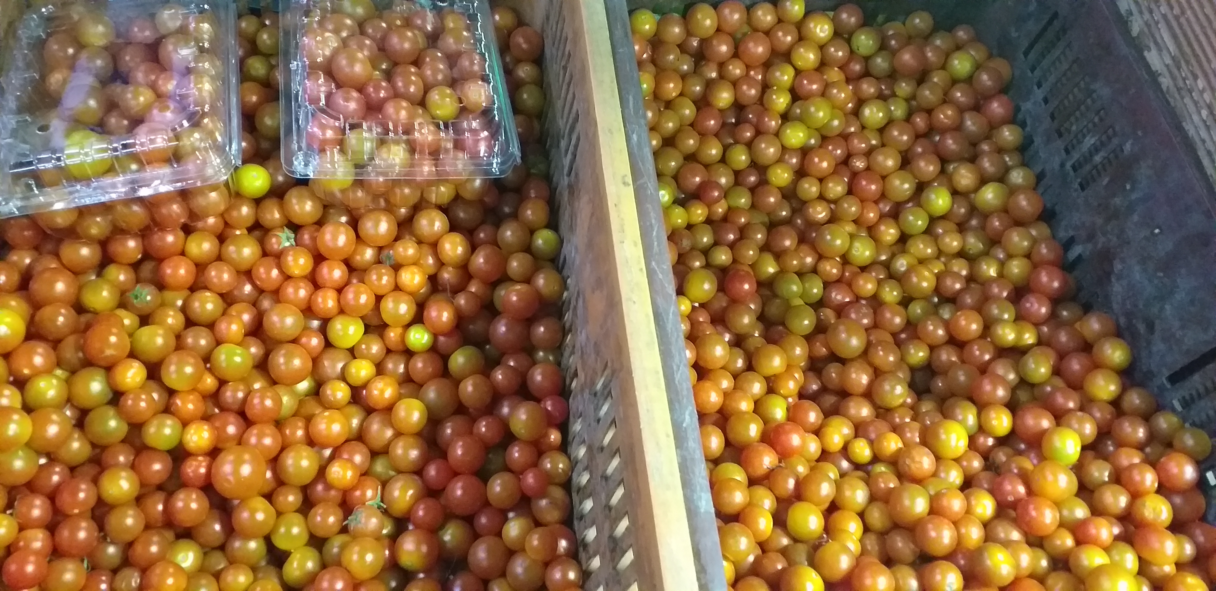 Tomate cherry