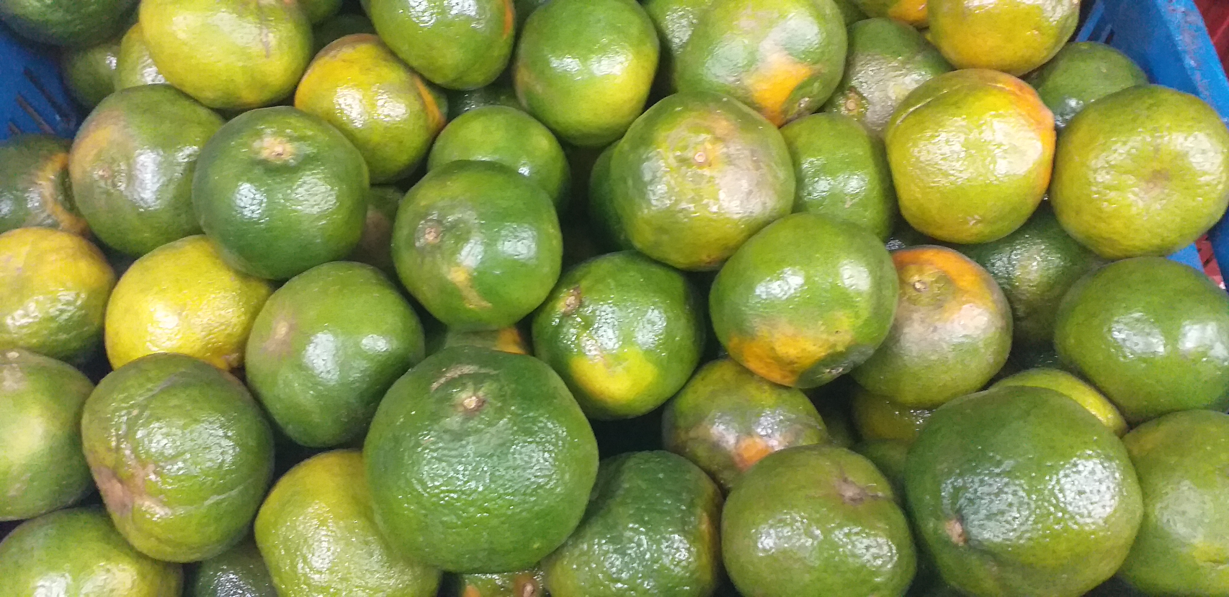 Mandarina oneca