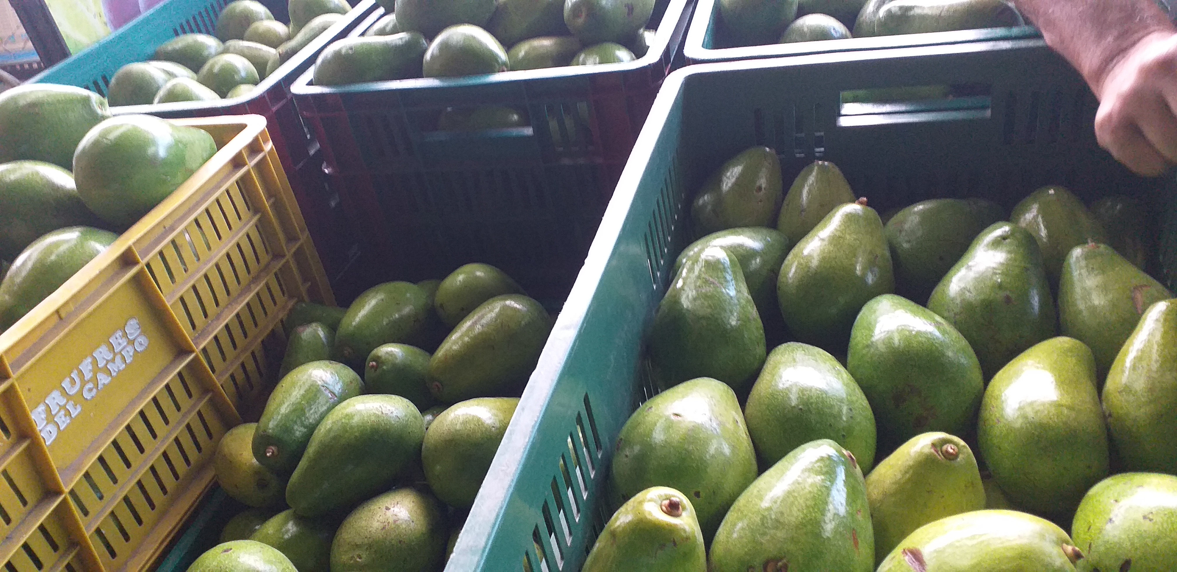 Aguacate papelillo