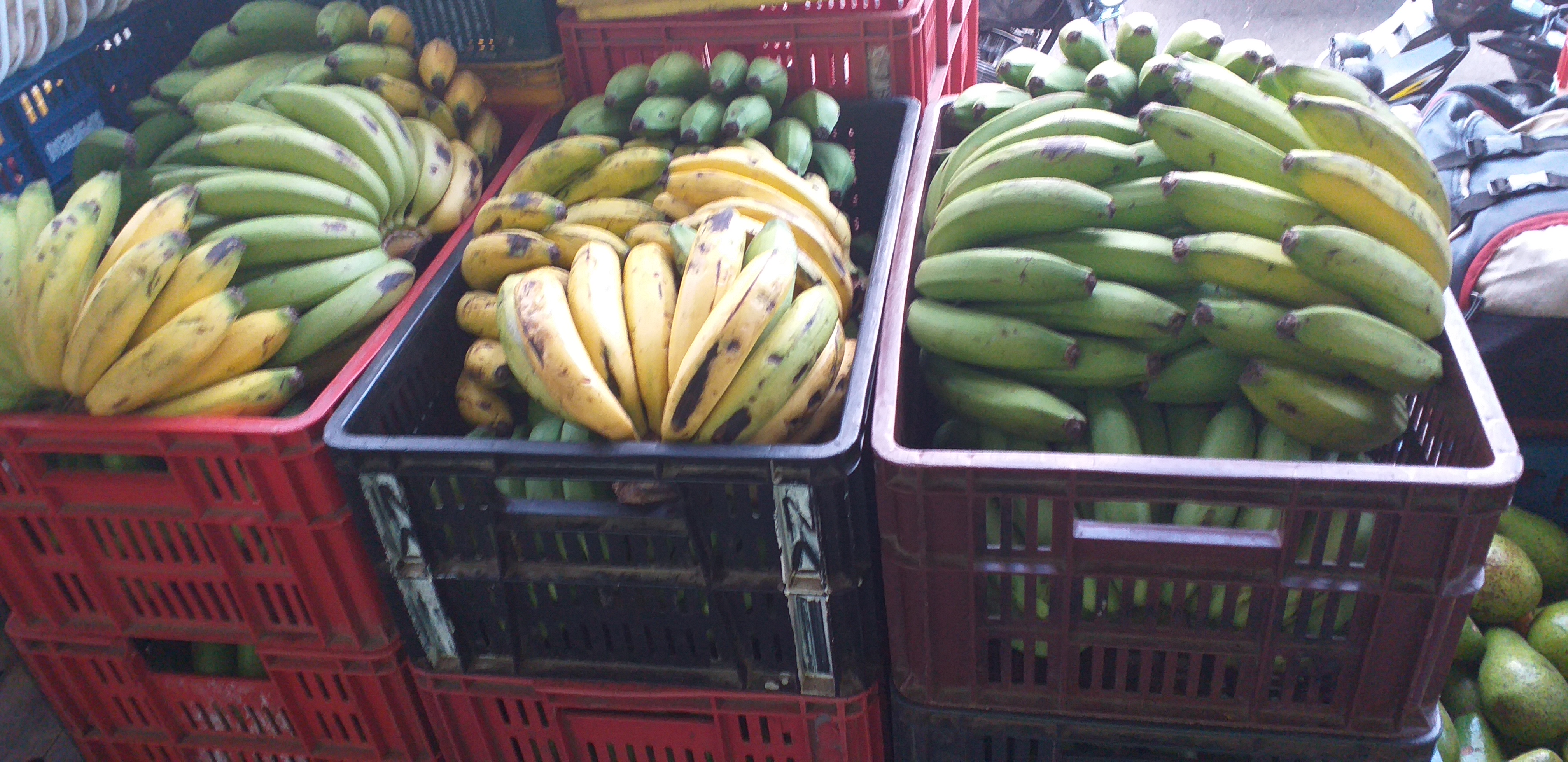 Banano criollo