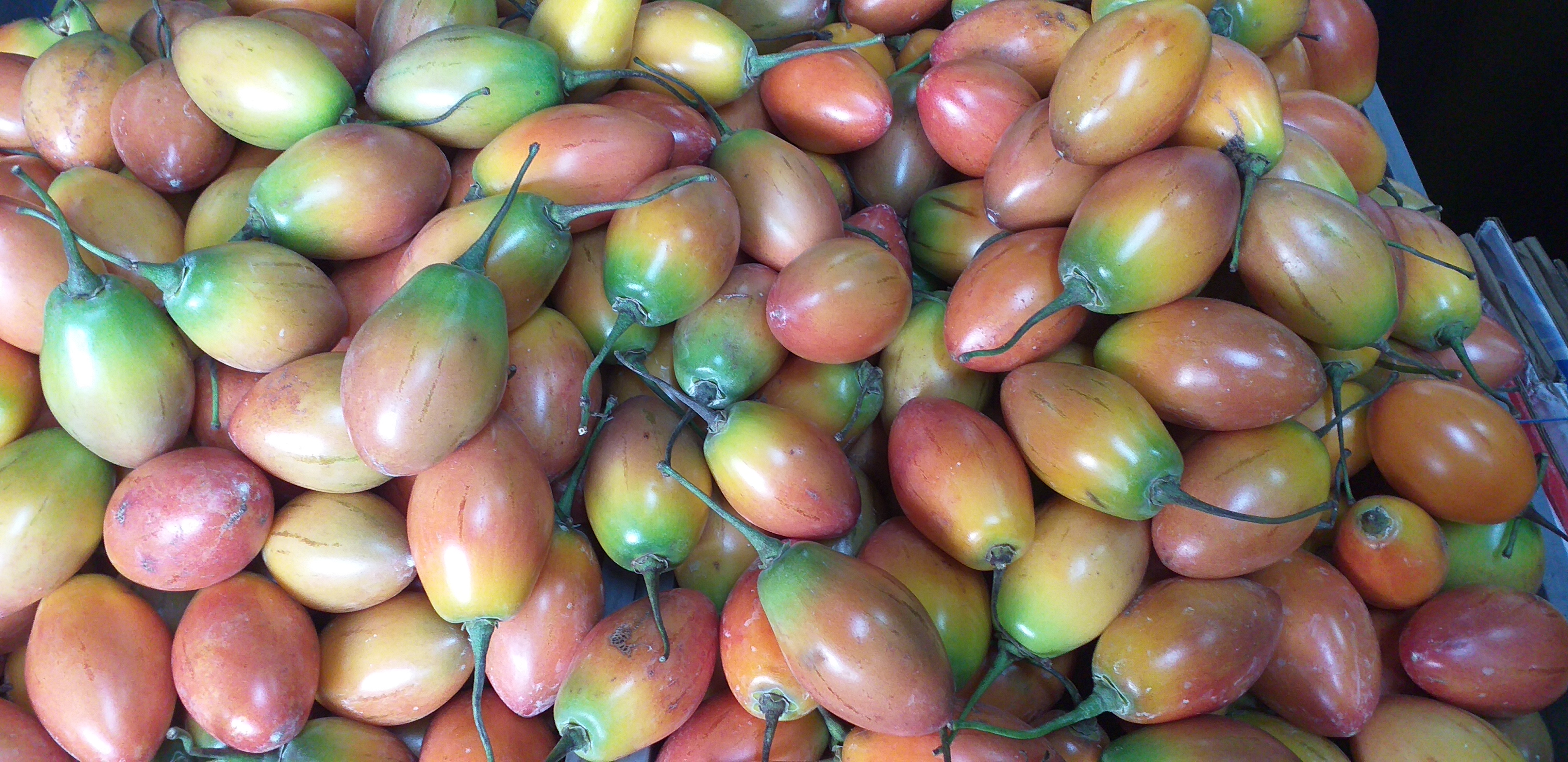 Tomate de arbol