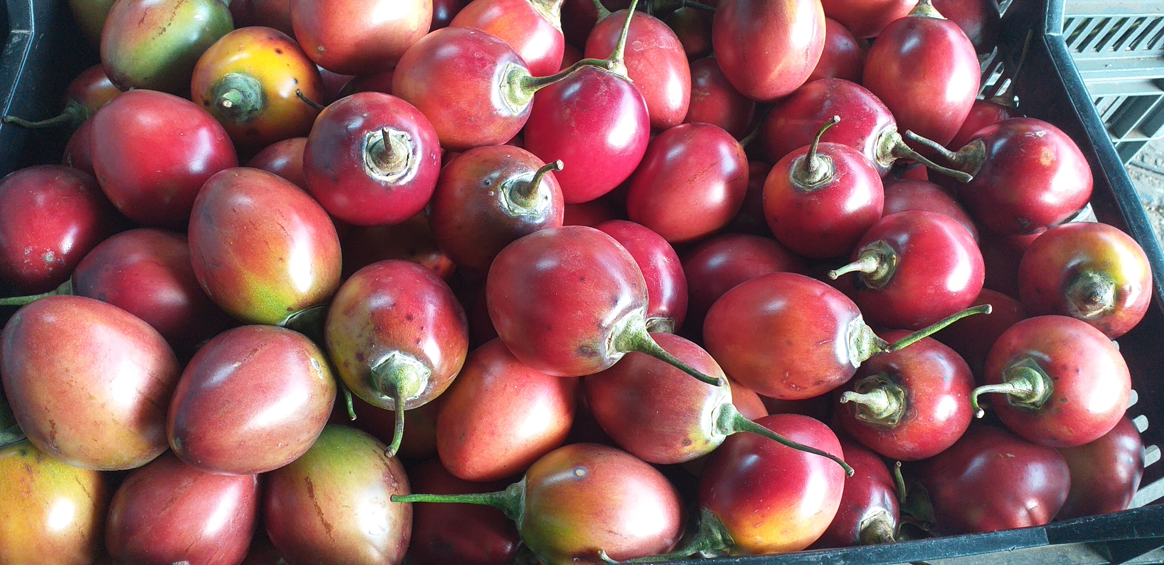 Tomate de arbol injerto