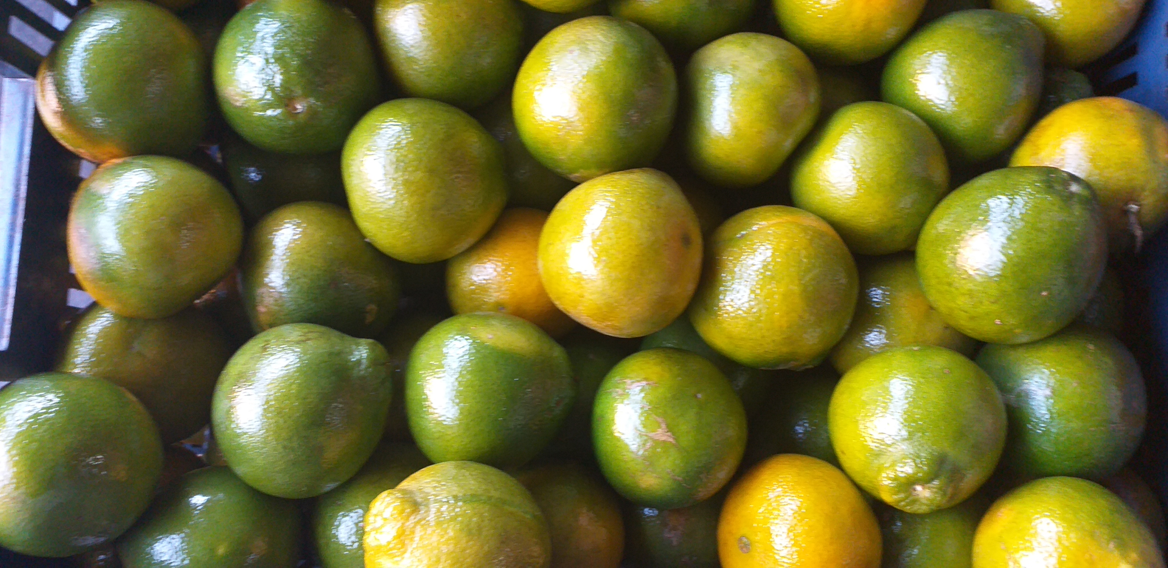 Naranja valencia de 1ra