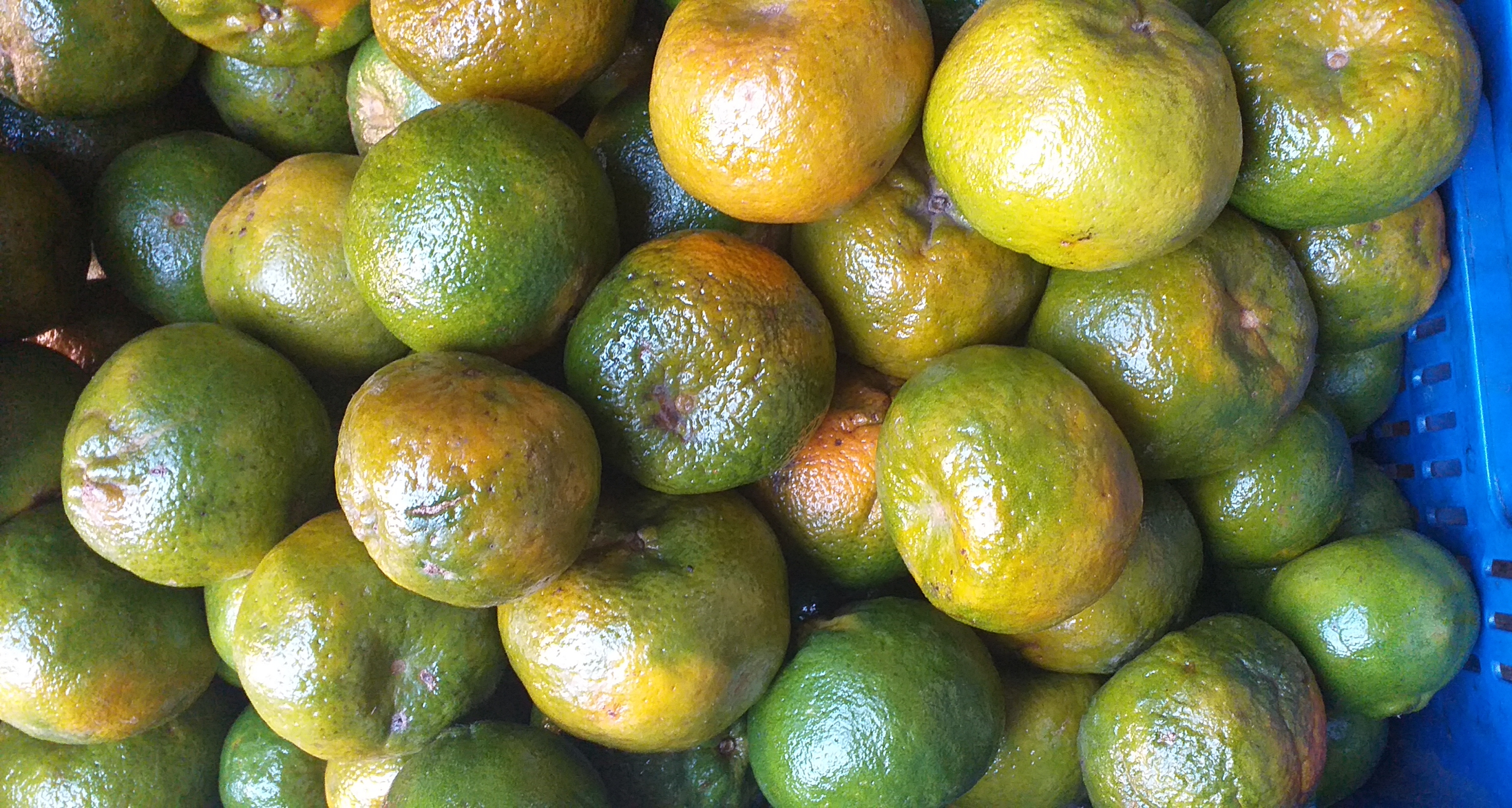 Mandarina oneca de 1ra