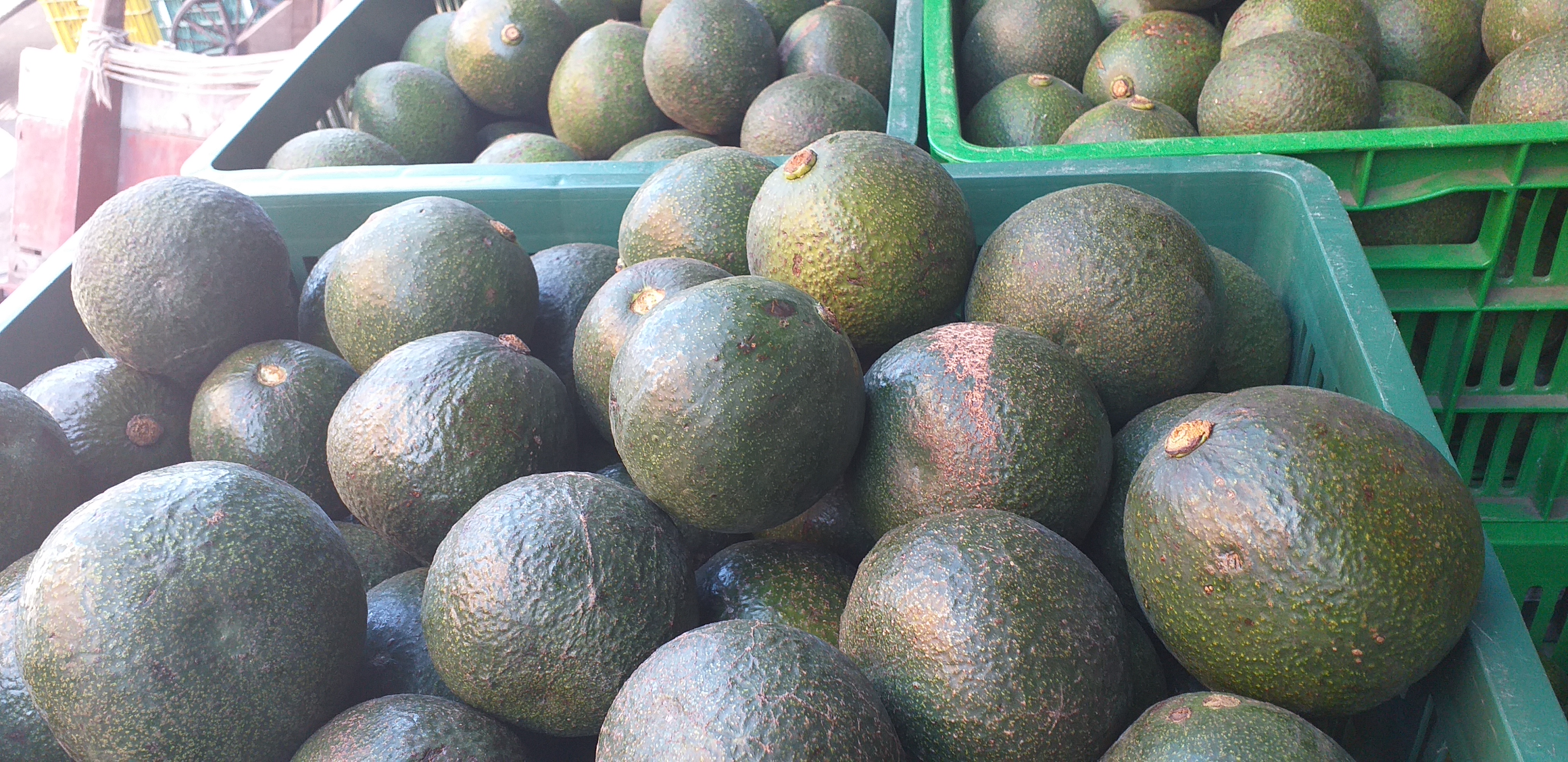 Aguacate reed