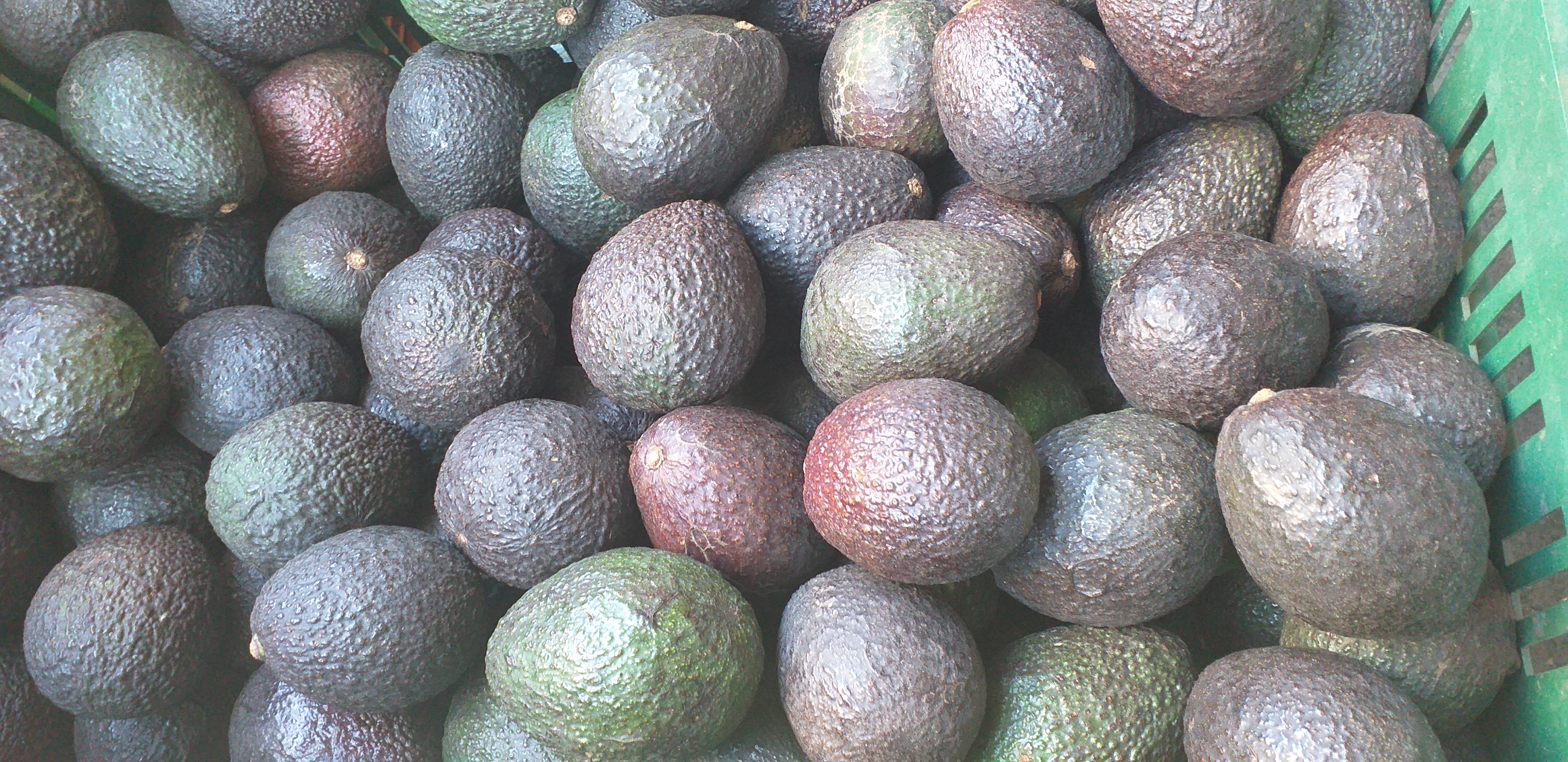 Aguacate hass grueso