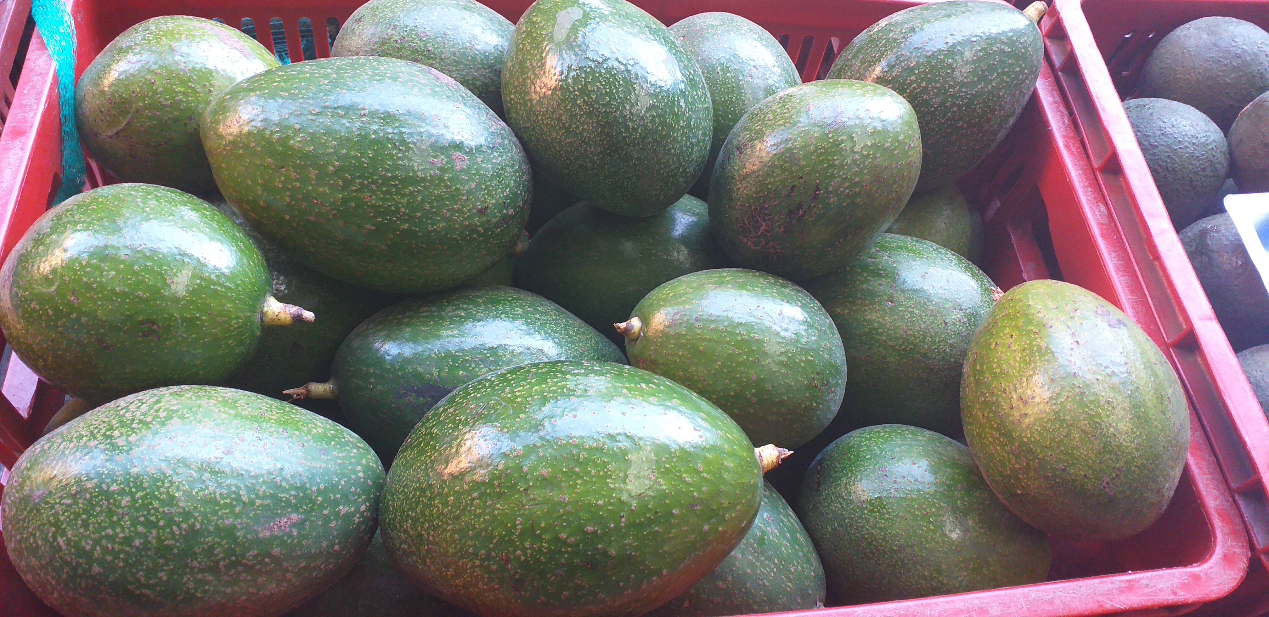 Aguacate choquette