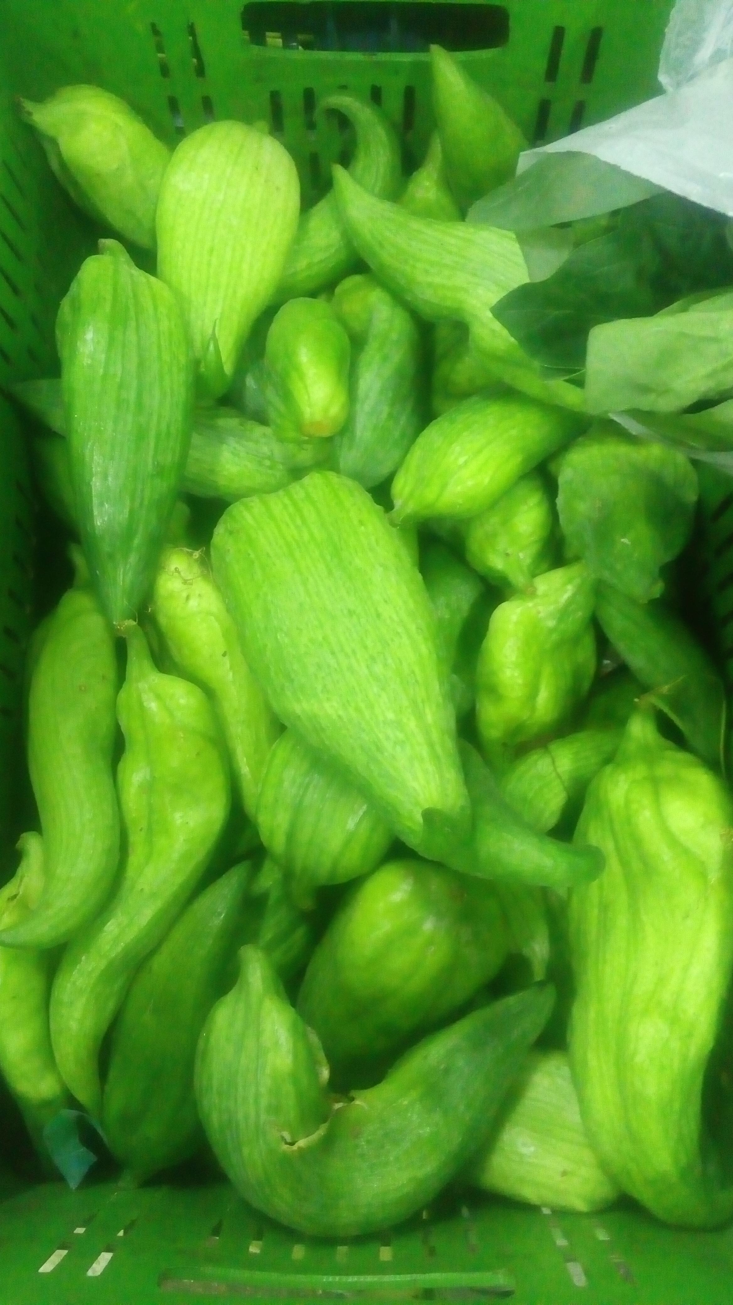 Pepino para guiso