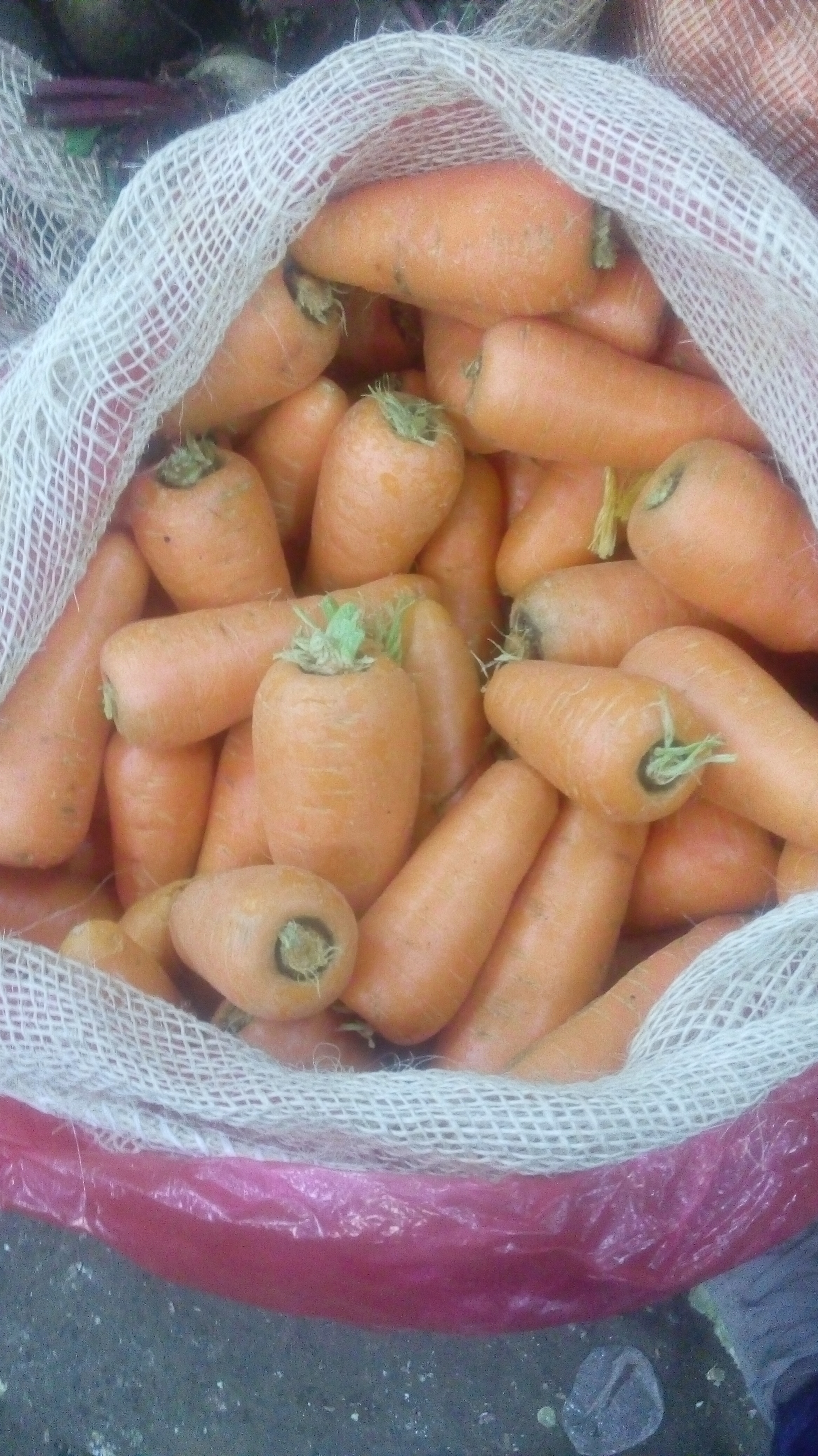 Zanahoria