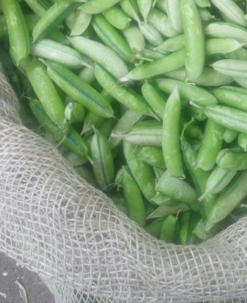 Arveja en cascara