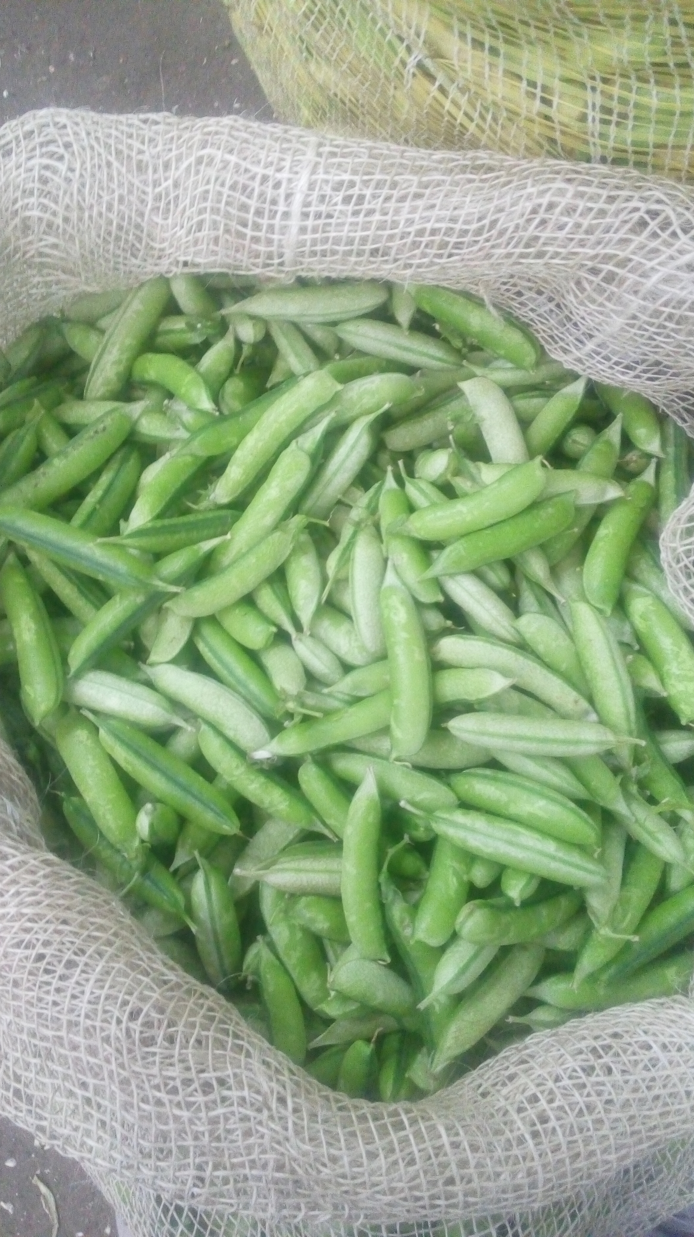 Arveja en cascara