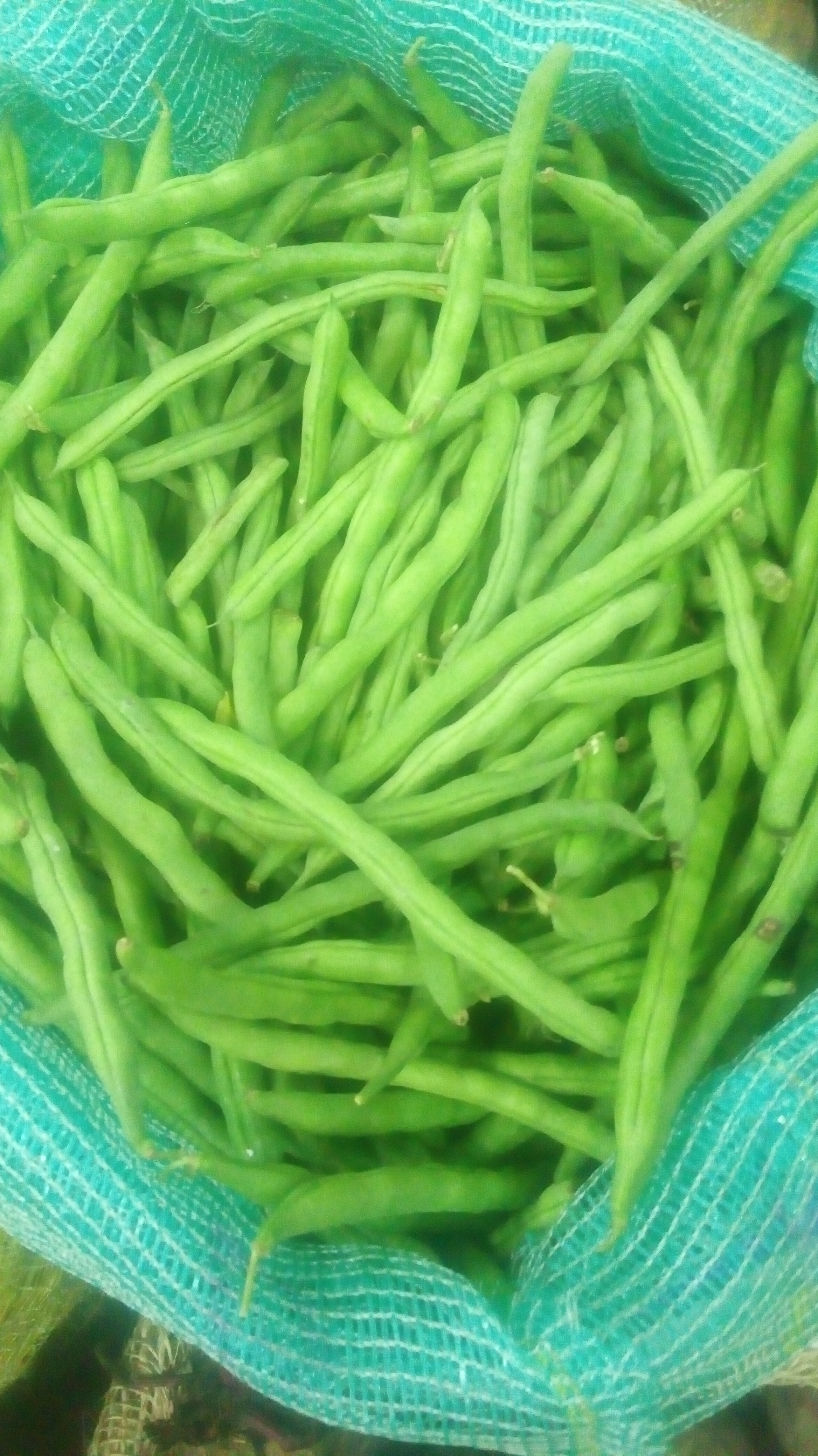 Habichuelas