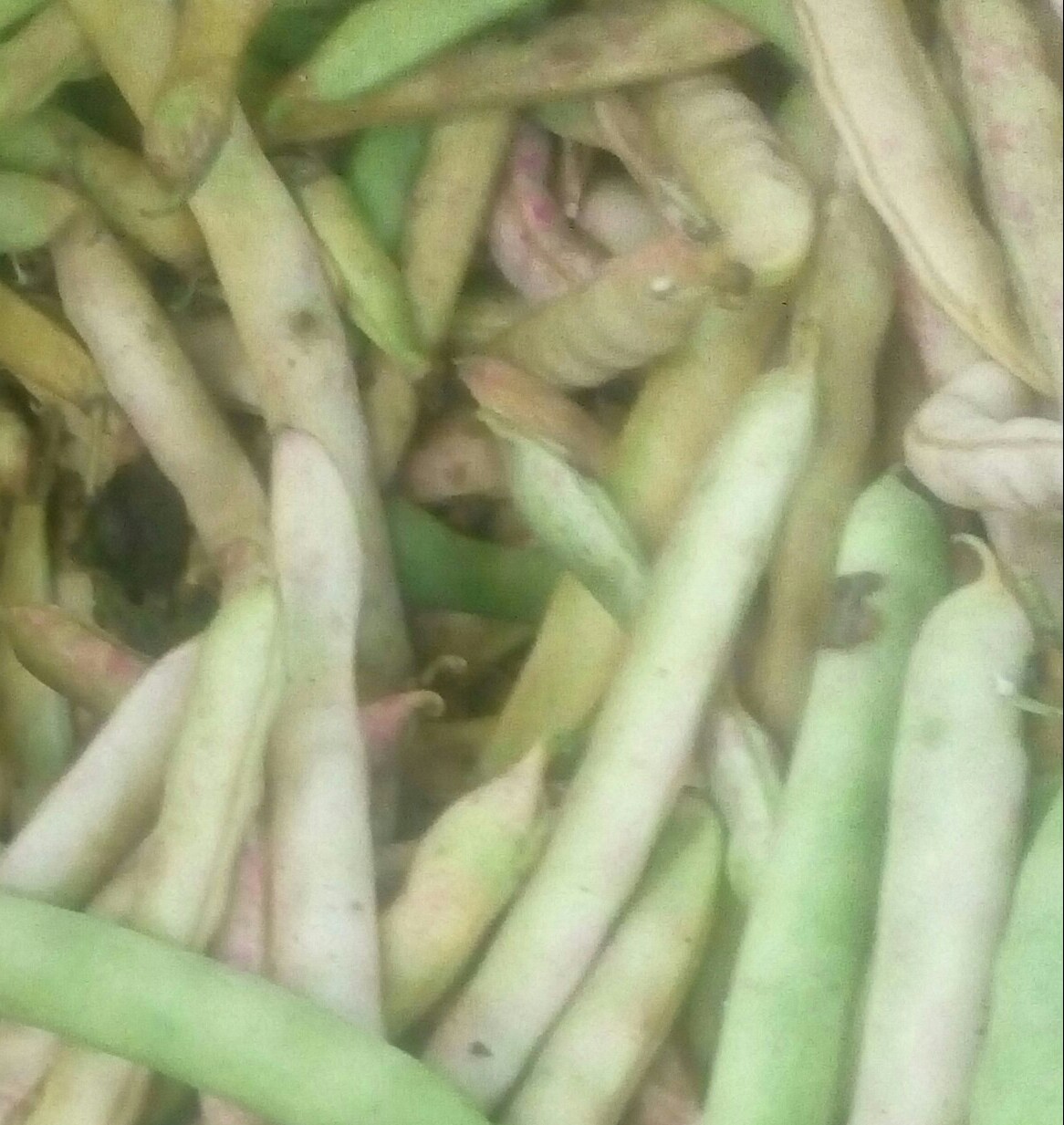 Frjol en cascara