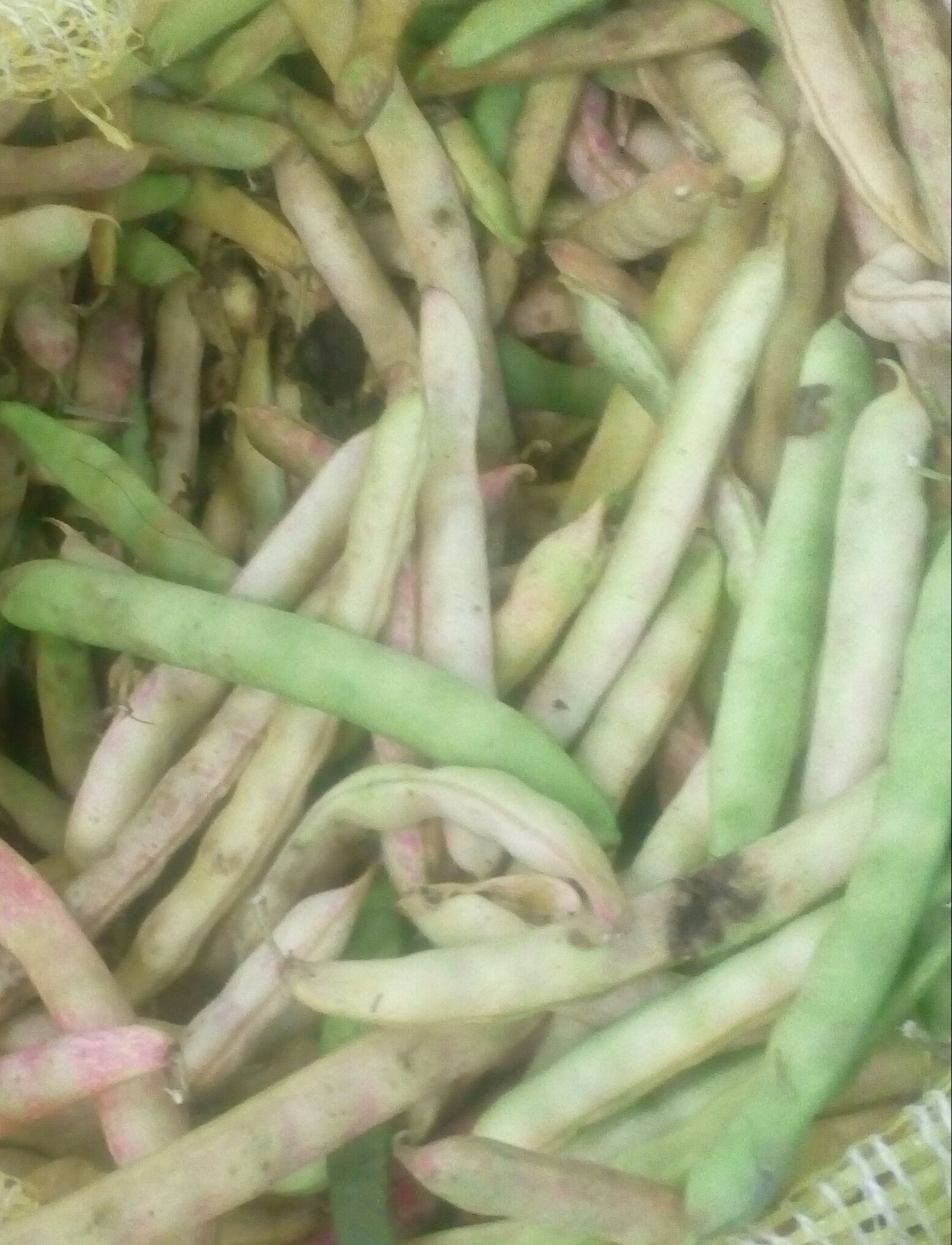 Frijol en cascara