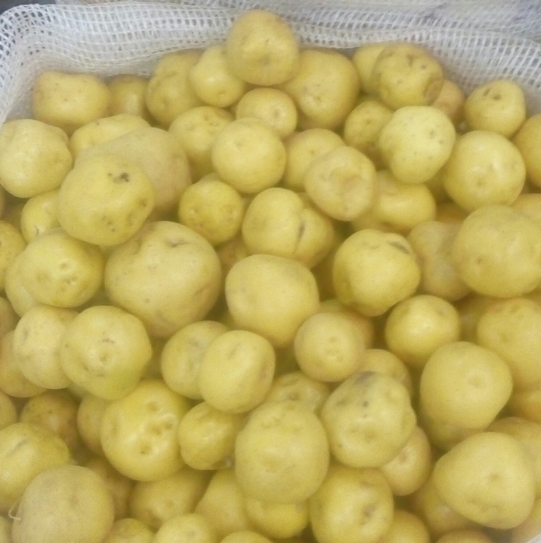 Papa criolla