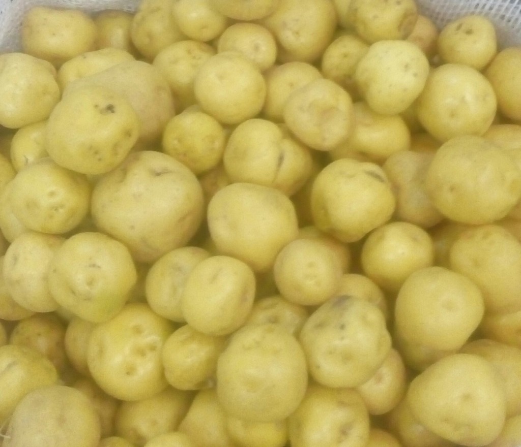 Papa criolla