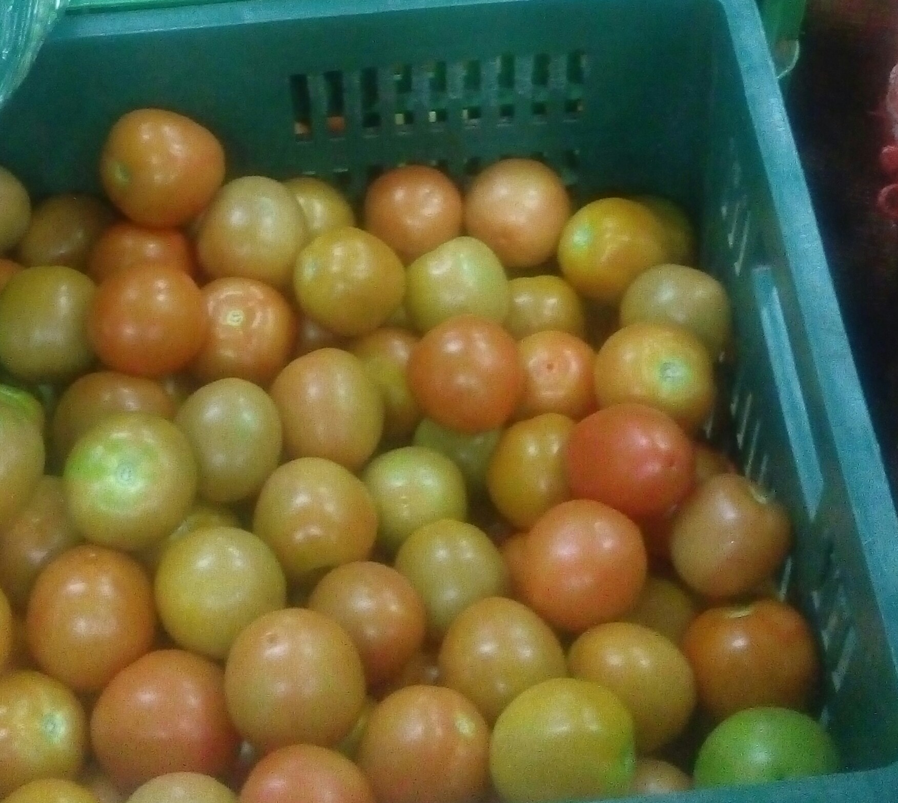 Tomate chonto