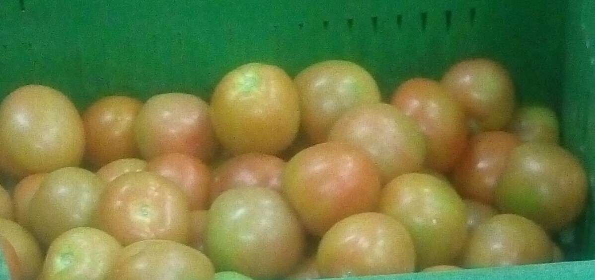 Tomate chonto