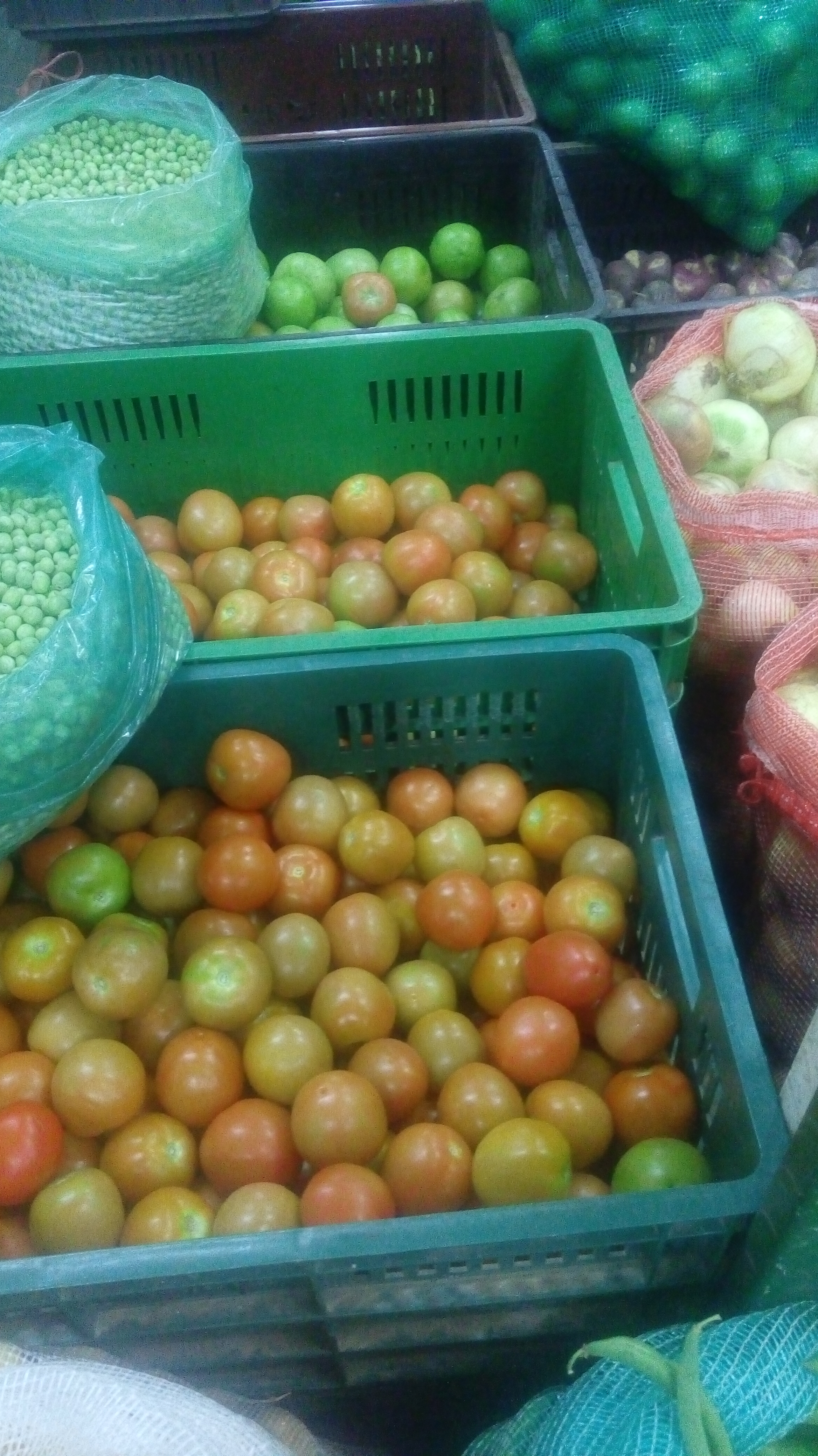 Tomate chonto
