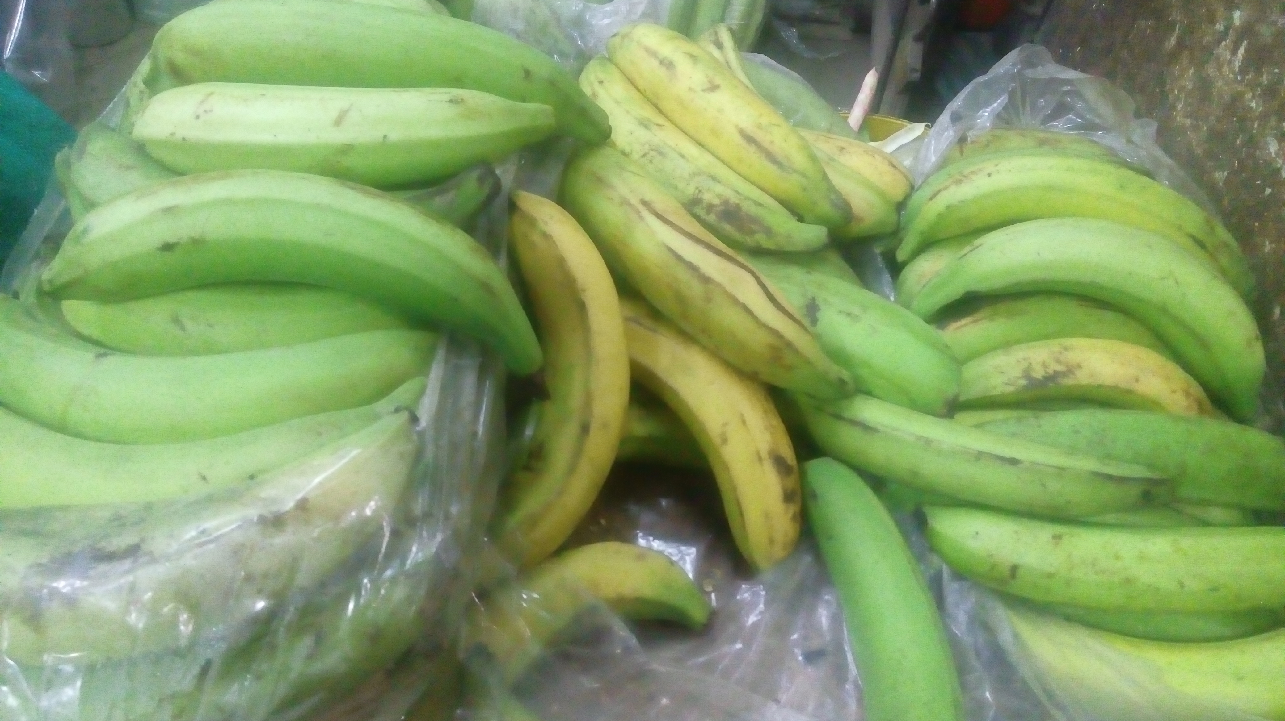 Platano