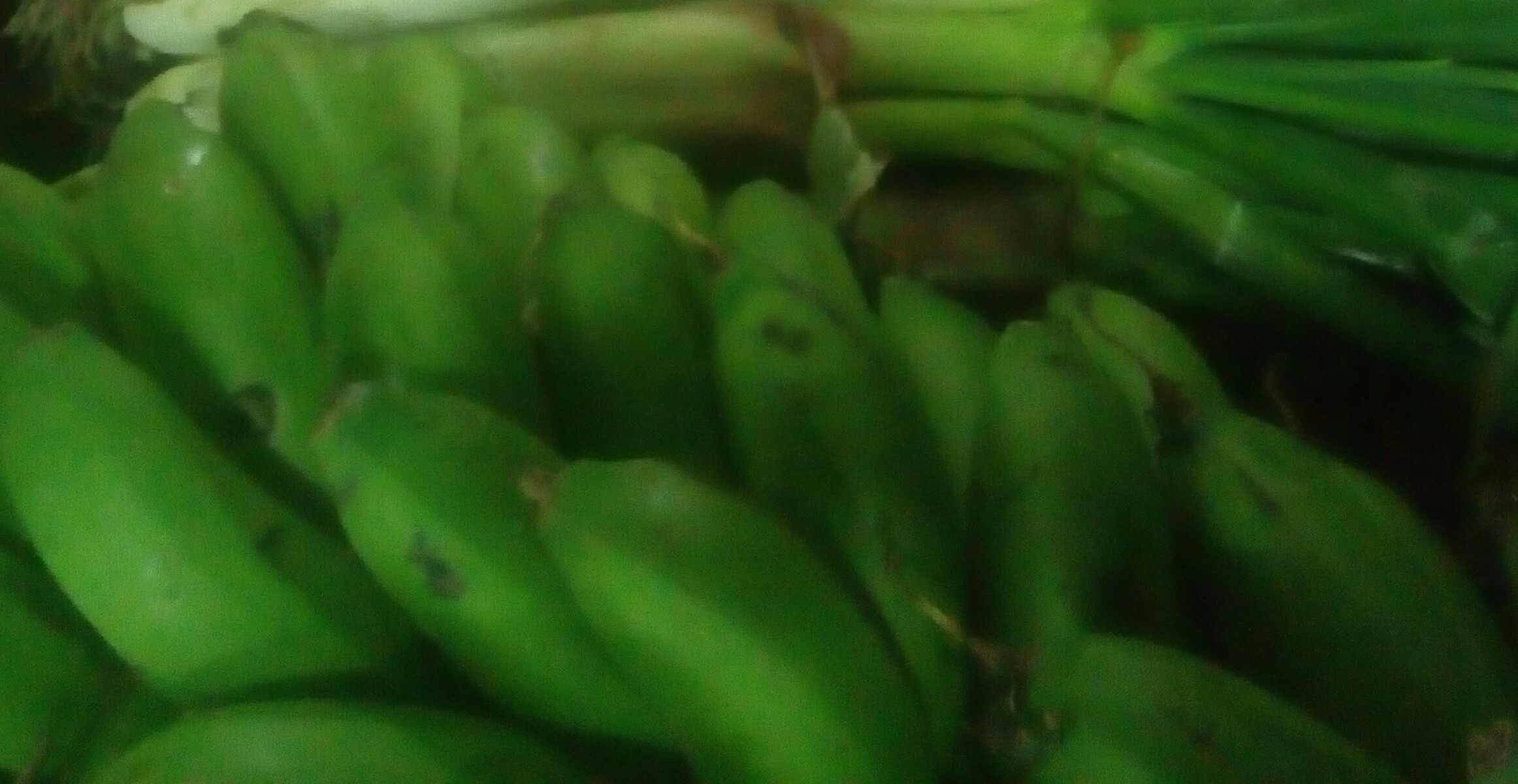 Colicero