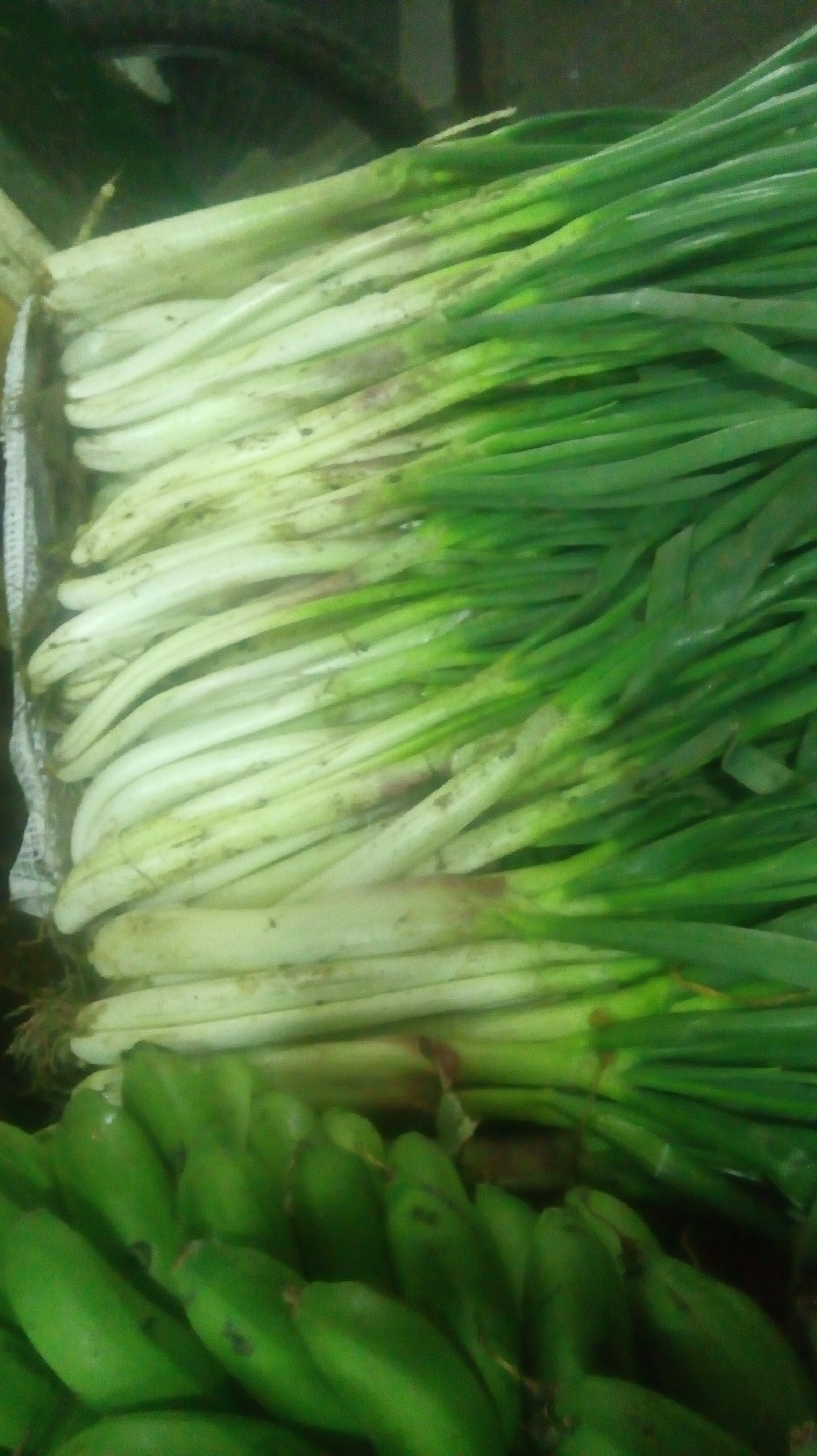 Cebolla larga