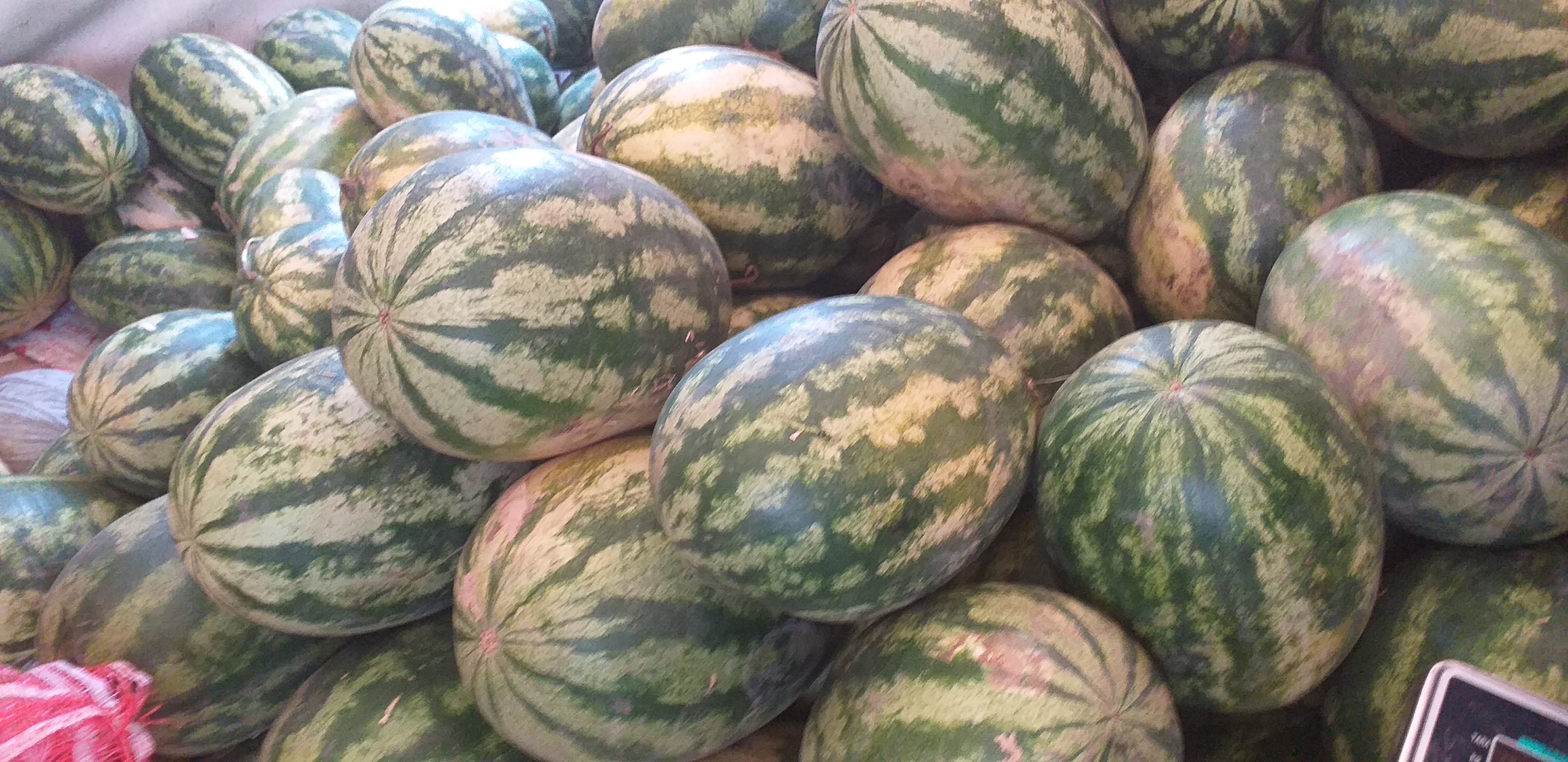 Sandia delgada
