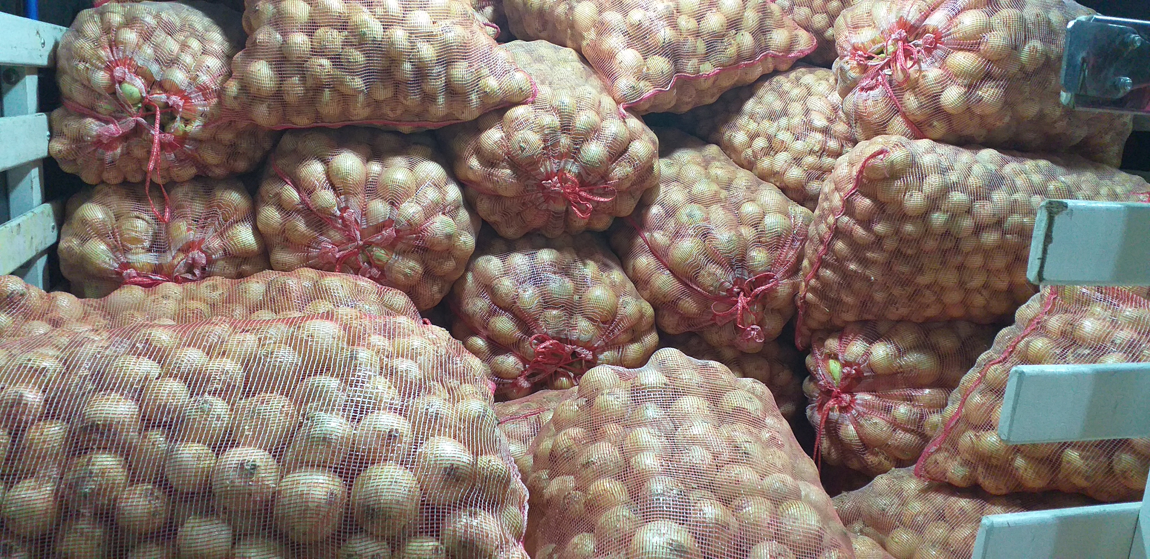 Cebolla blanca gruesa/50kg