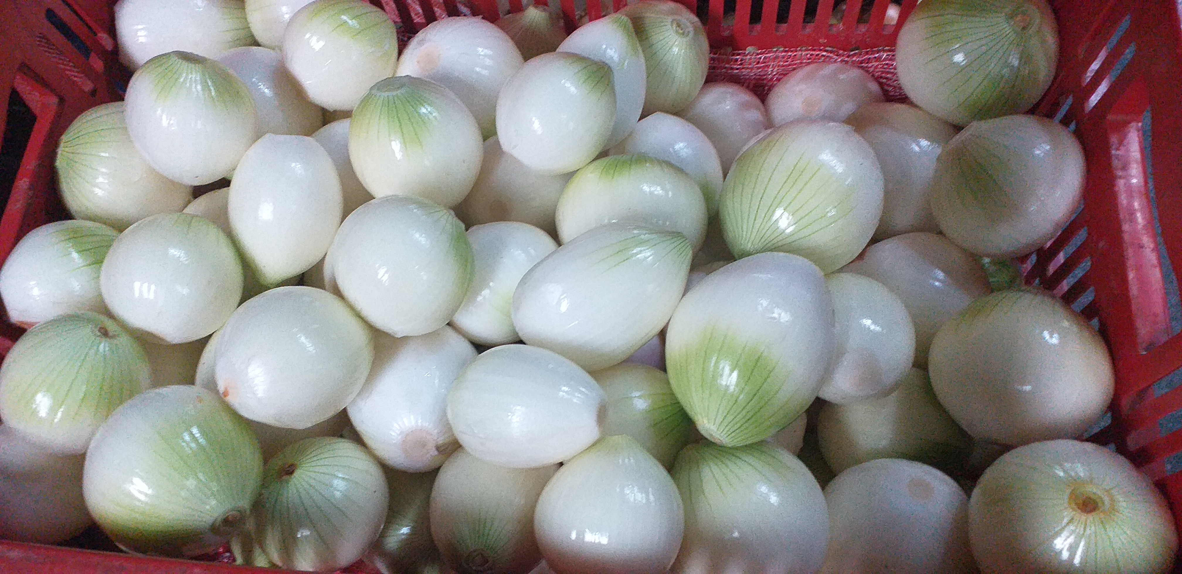 Cebolla blanca pelada