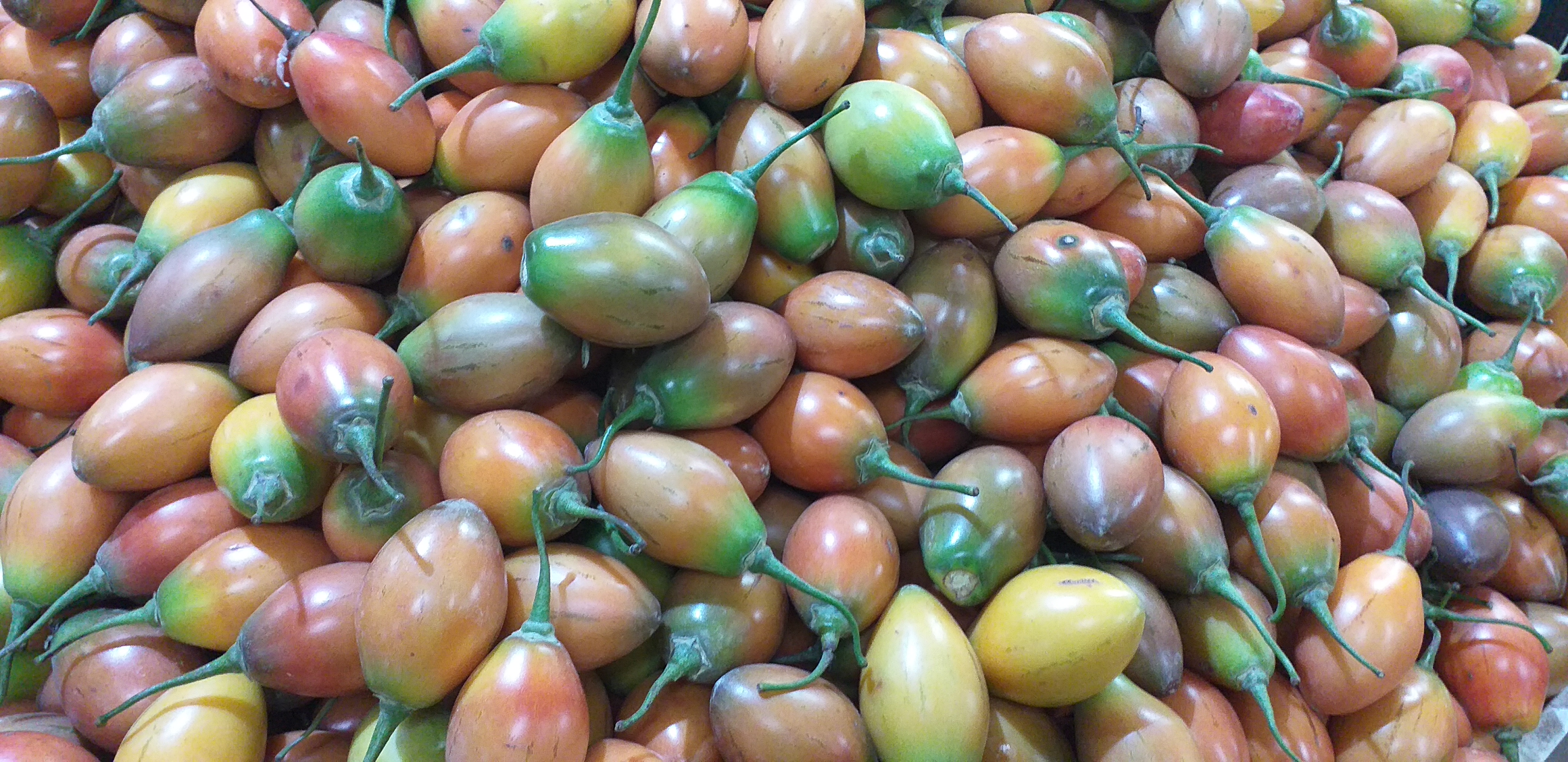 Tomate de arbol