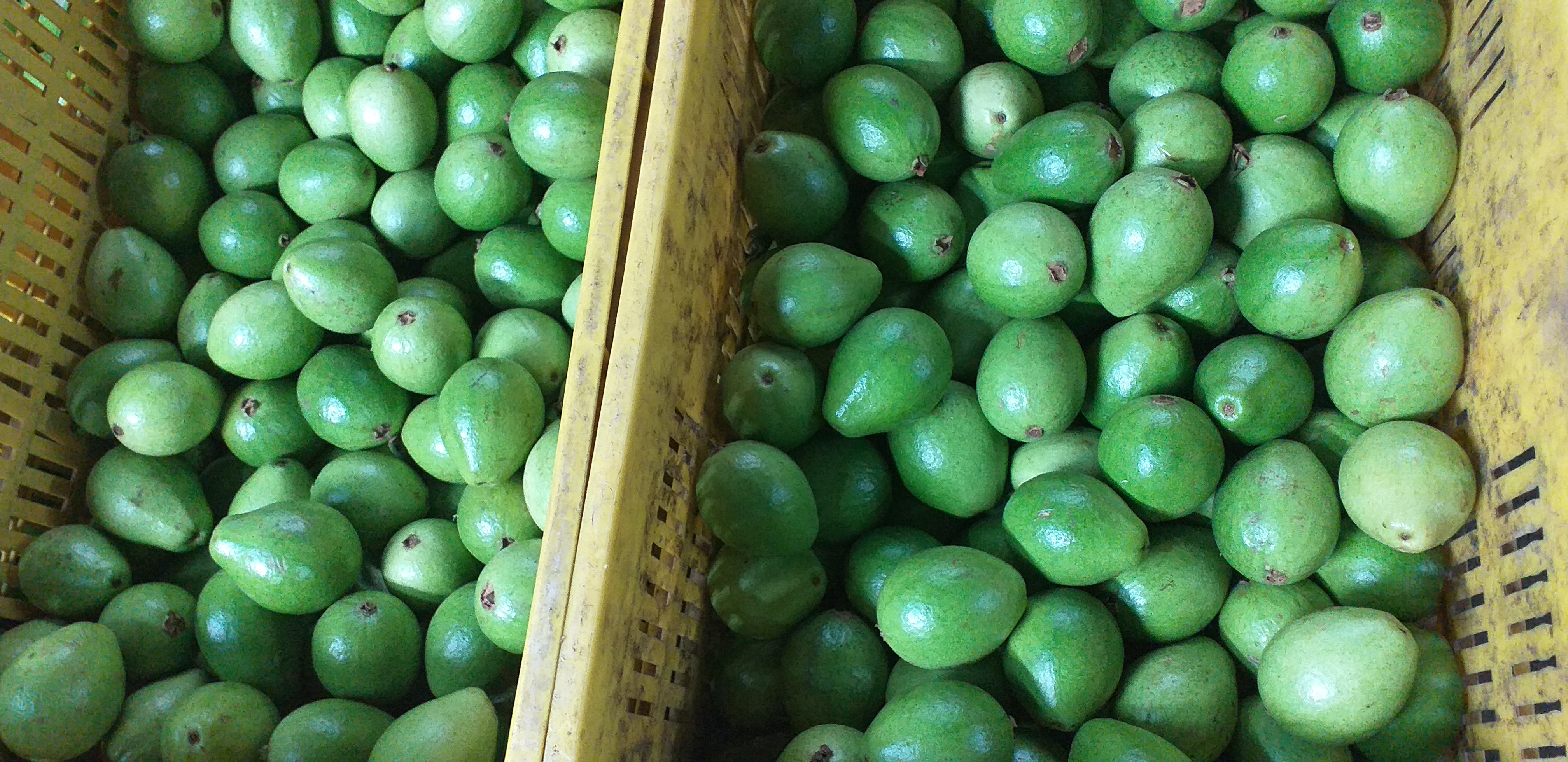 Guayaba pera