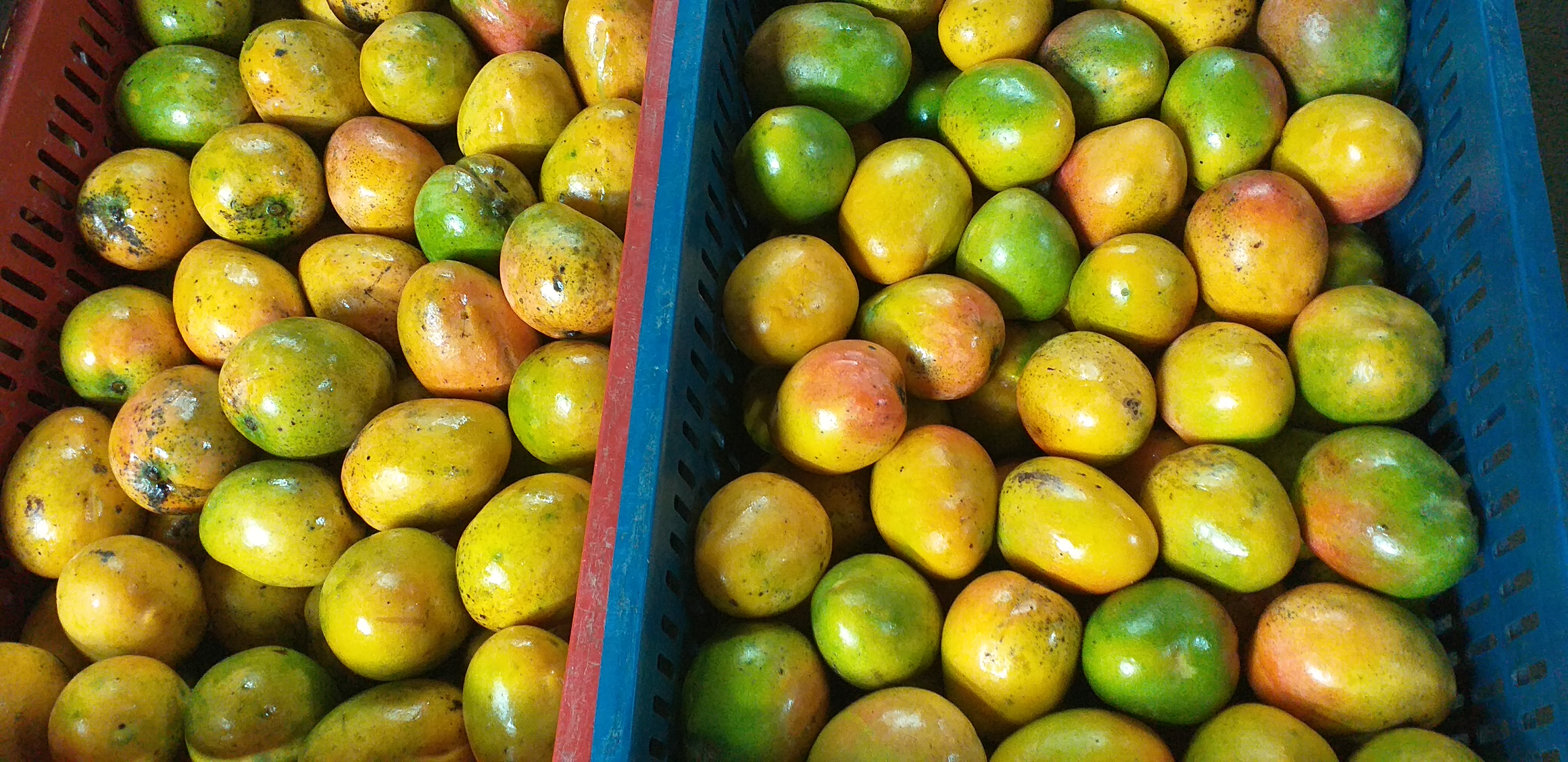 Mango criollo