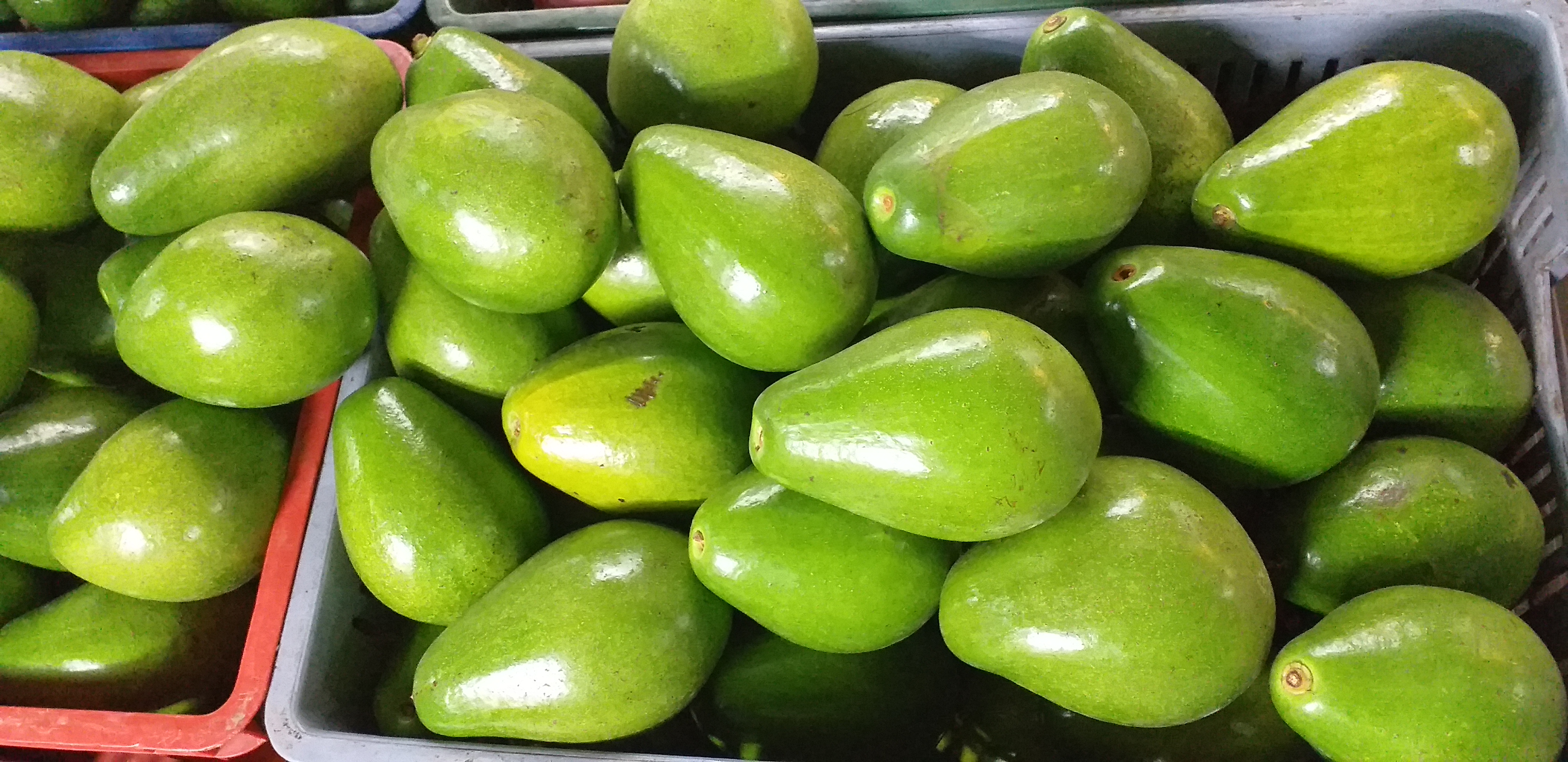 Aguacate papelillo