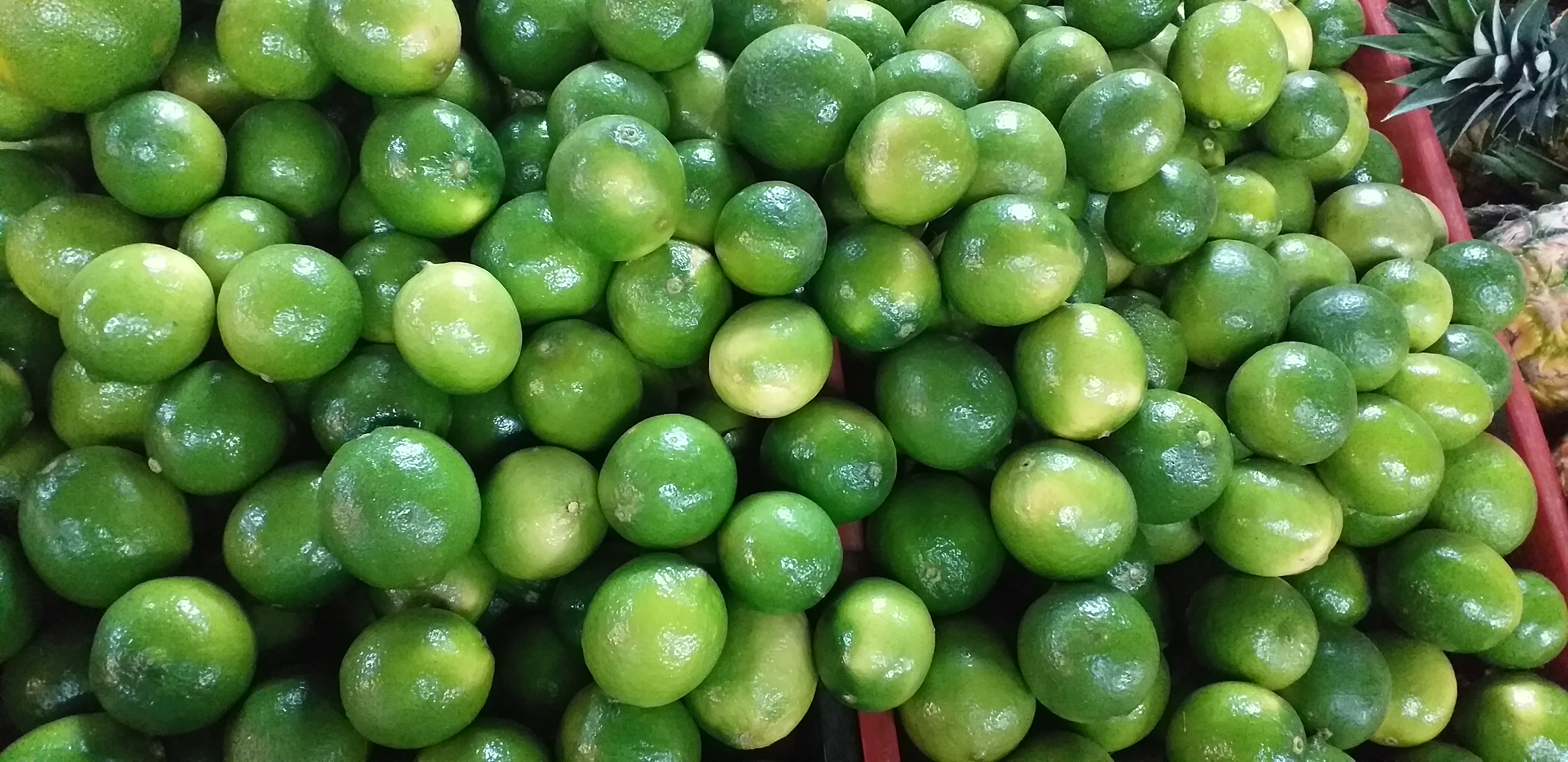 Limon tahiti