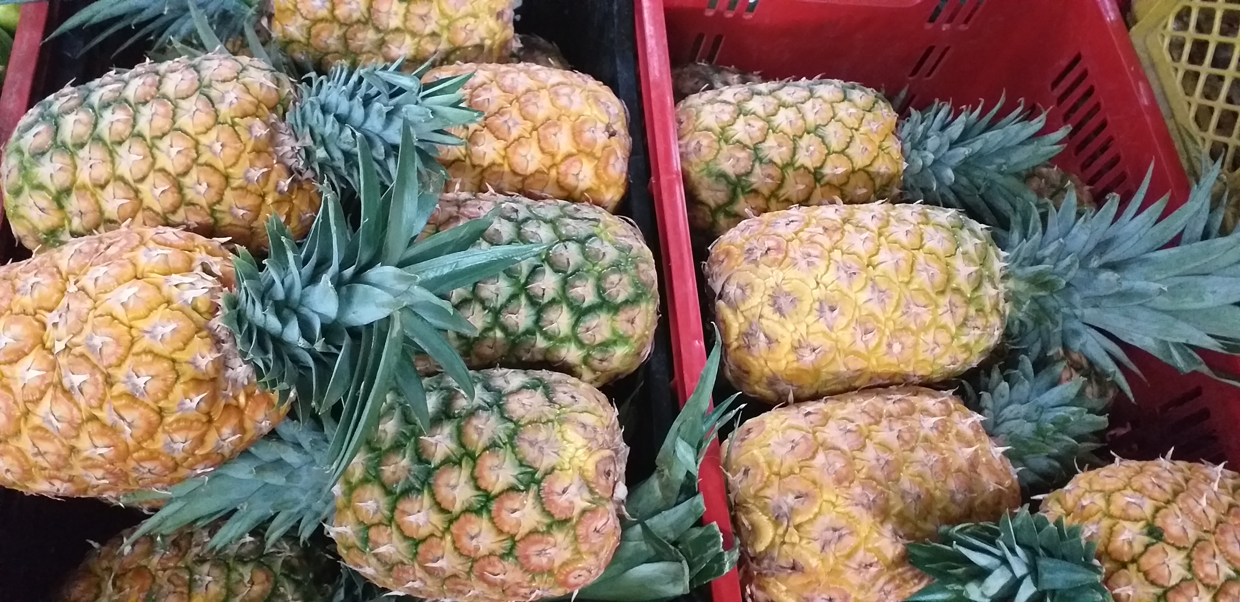 Piña oromiel