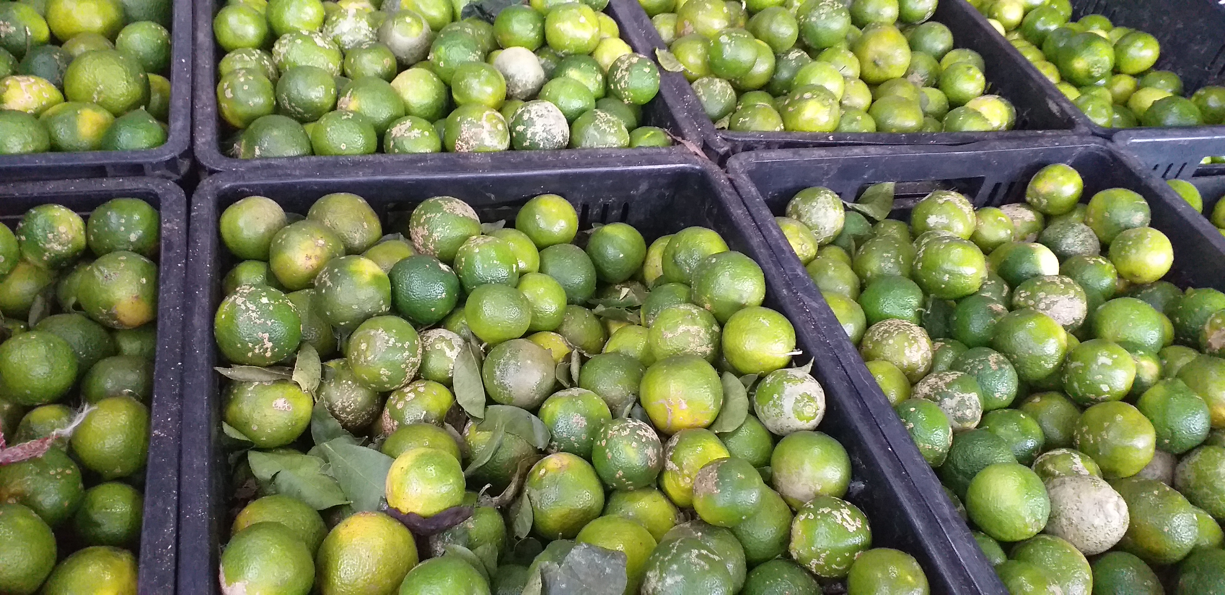 Limon mandarino