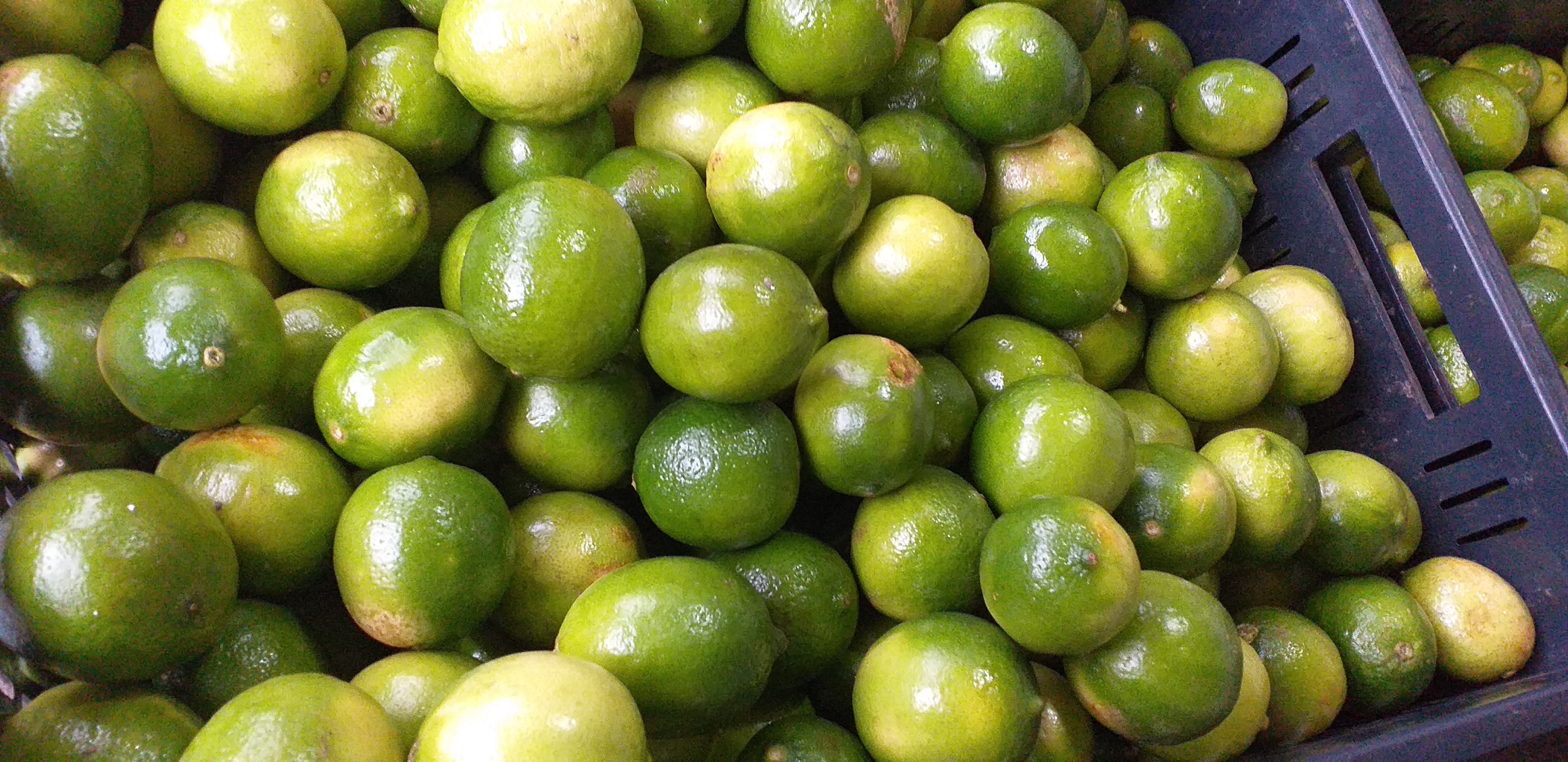 Limon tahiti grueso