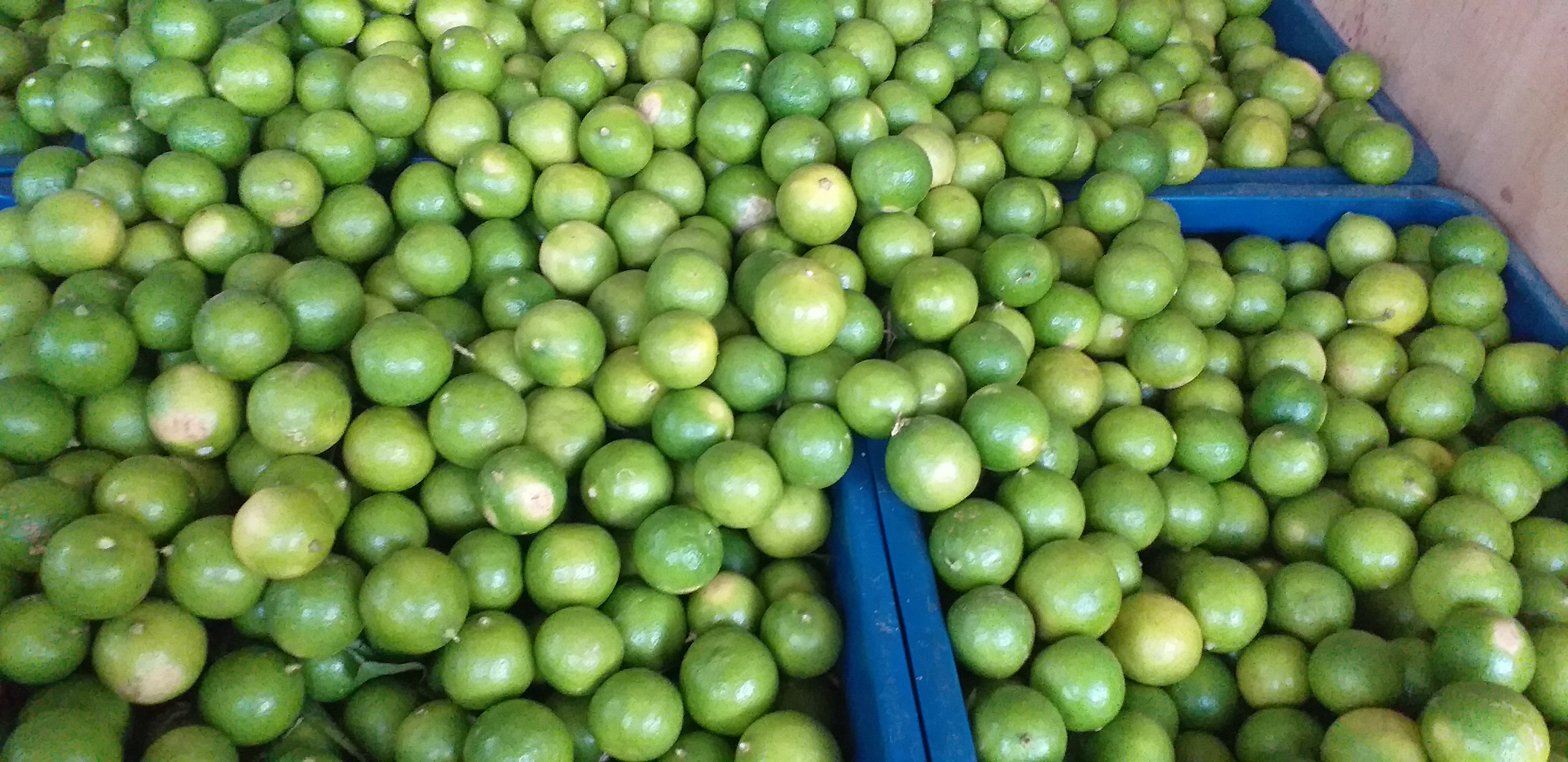 Limon criollo