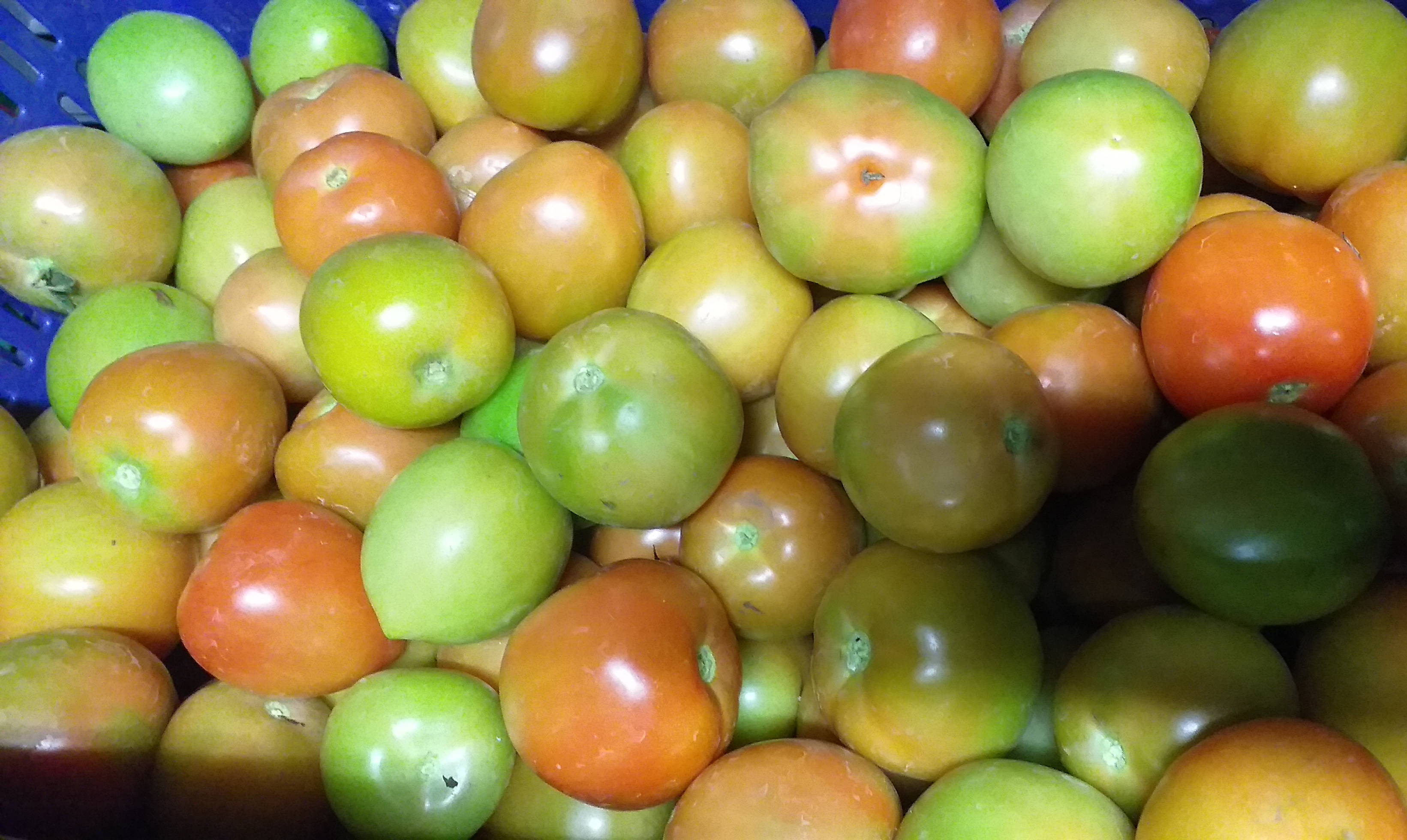 Tomate chonto grueso