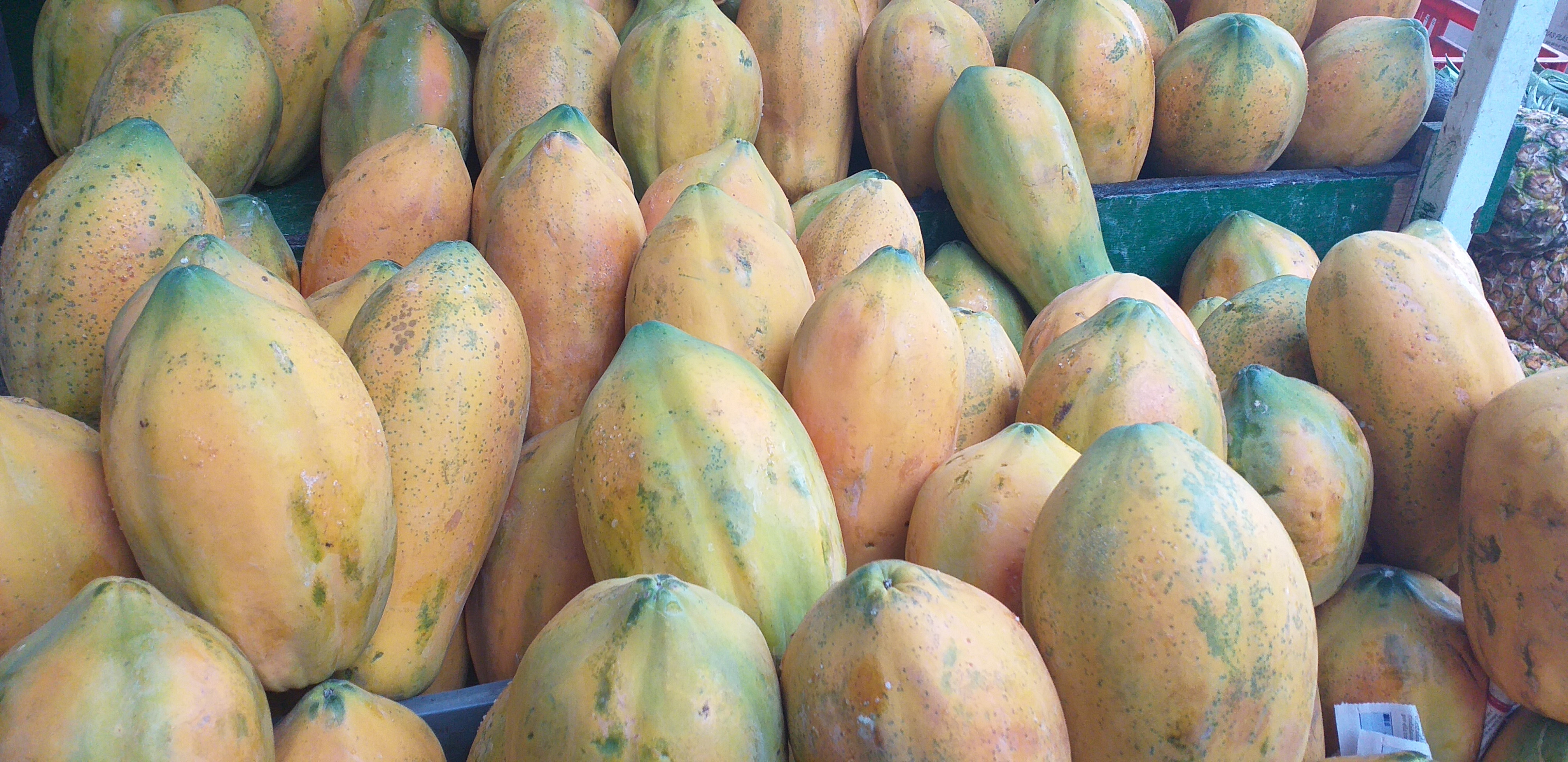 Papaya tainung